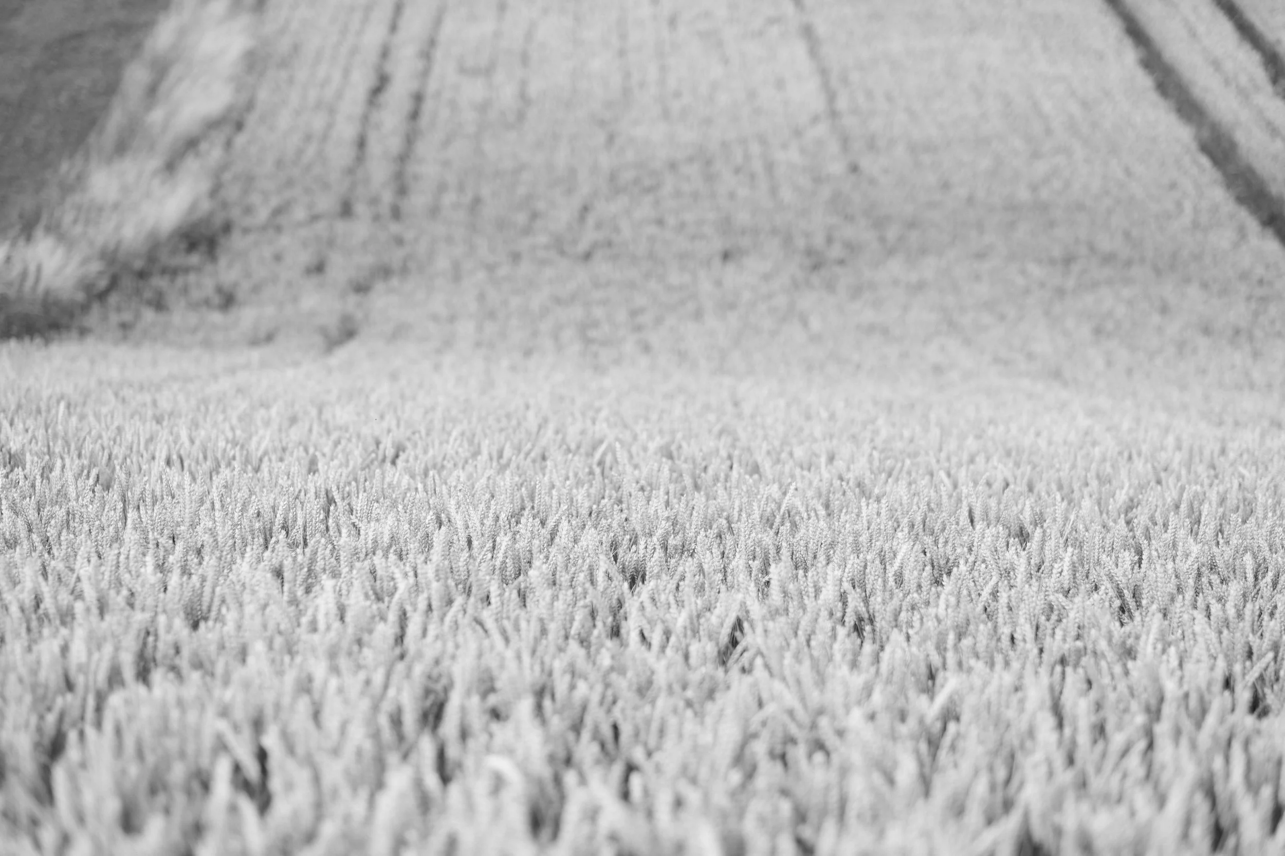 DSCF4769-2.jpg