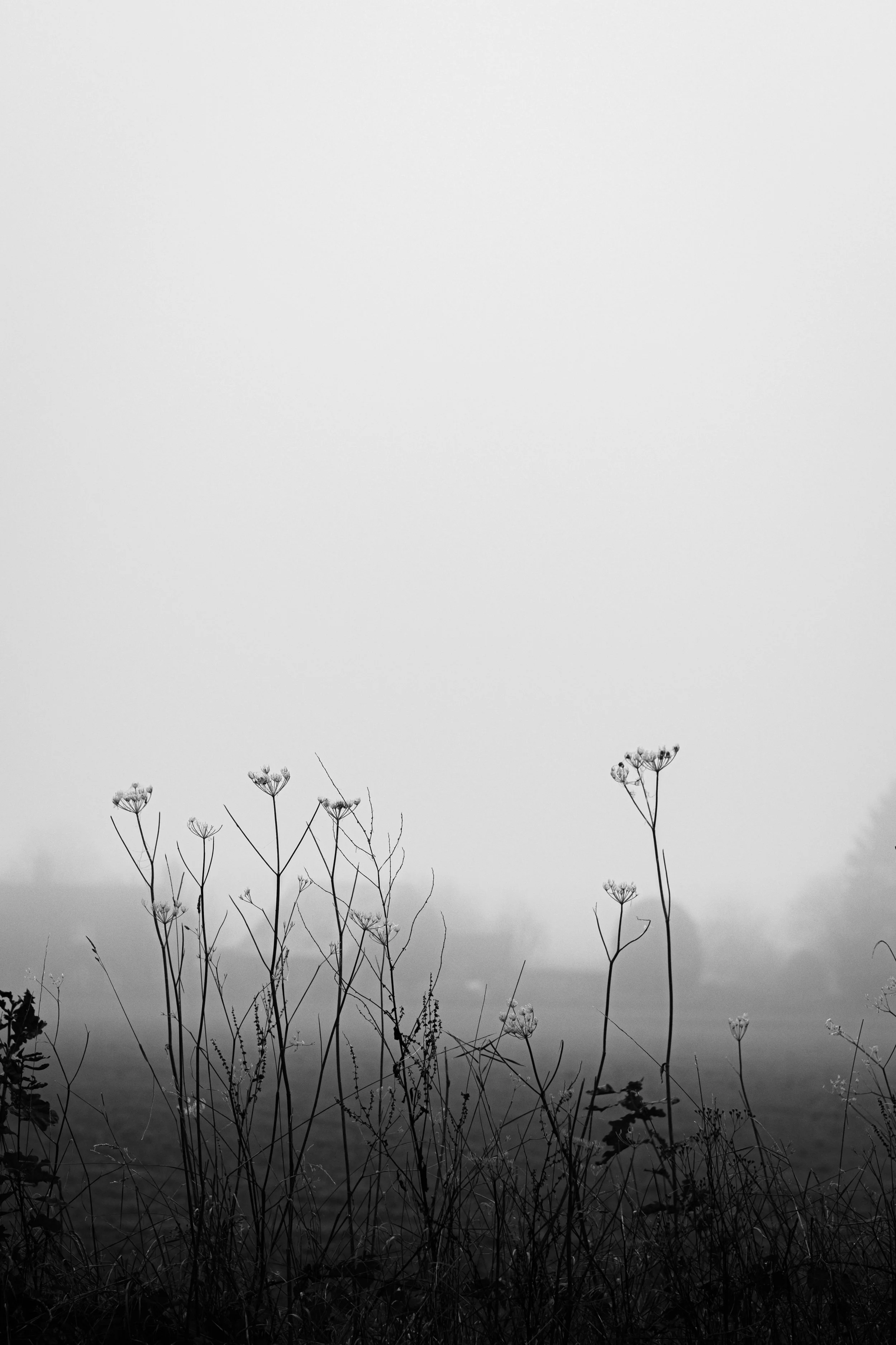 DSCF4771.jpg