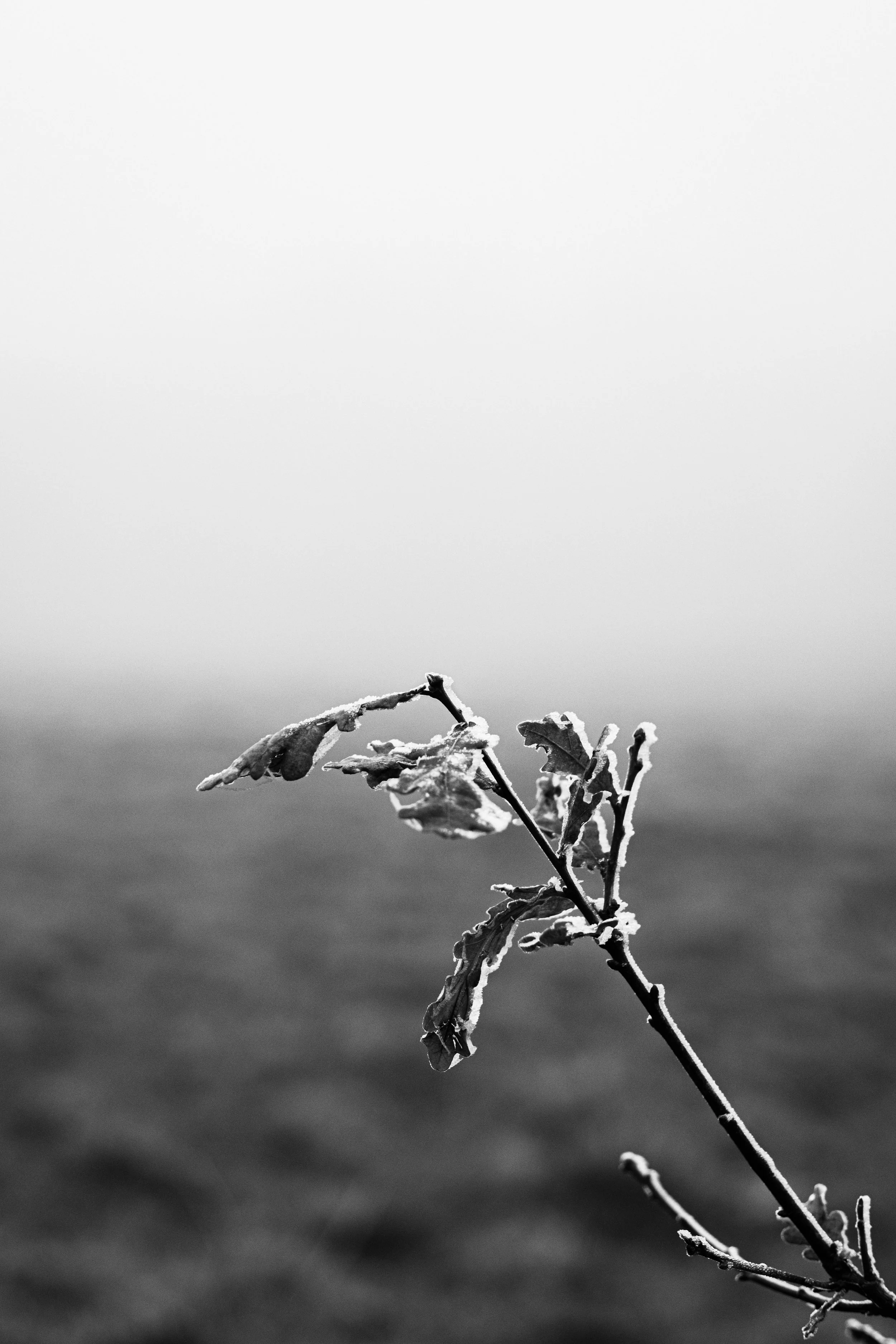 DSCF4763.jpg