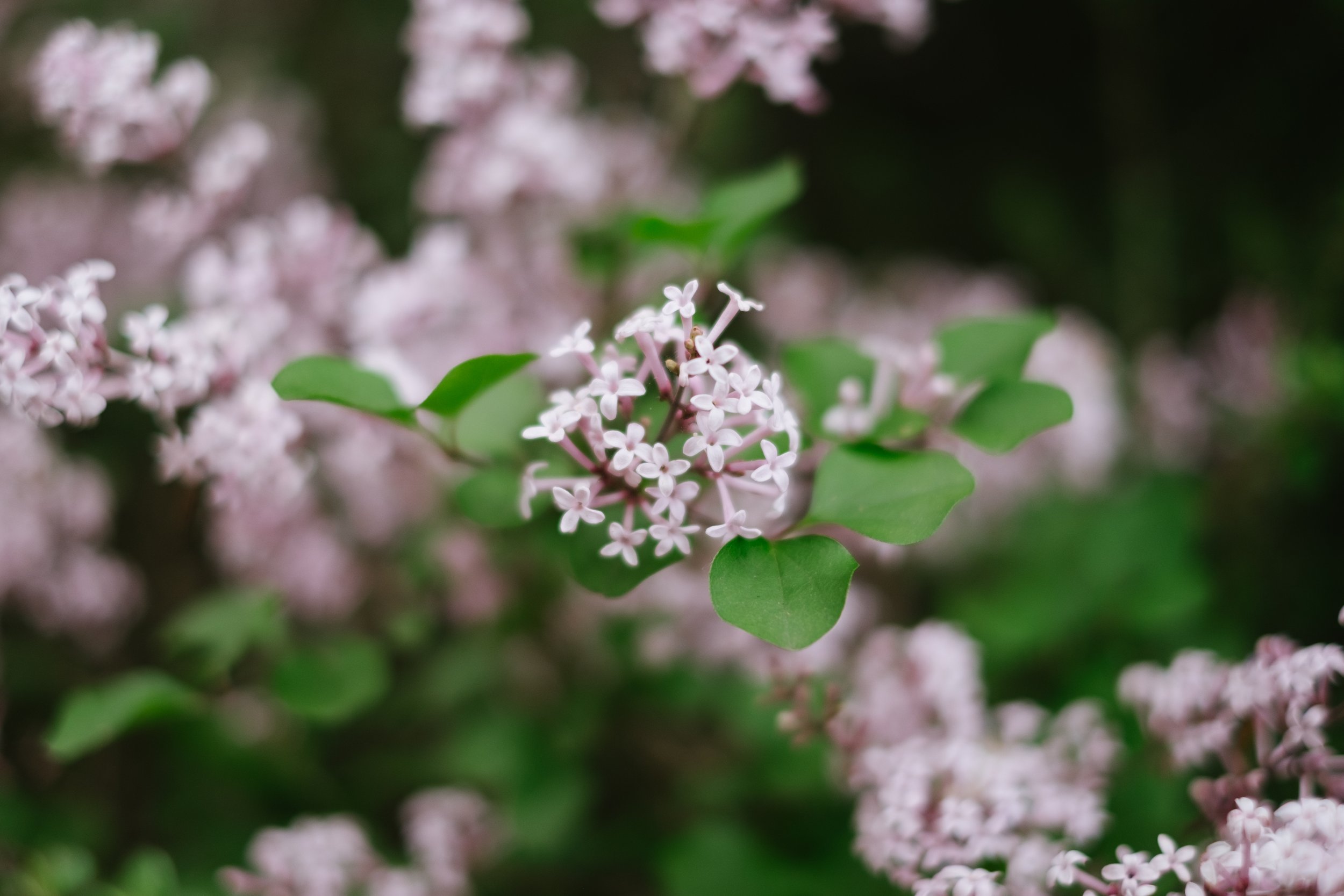 DSCF4863.JPG