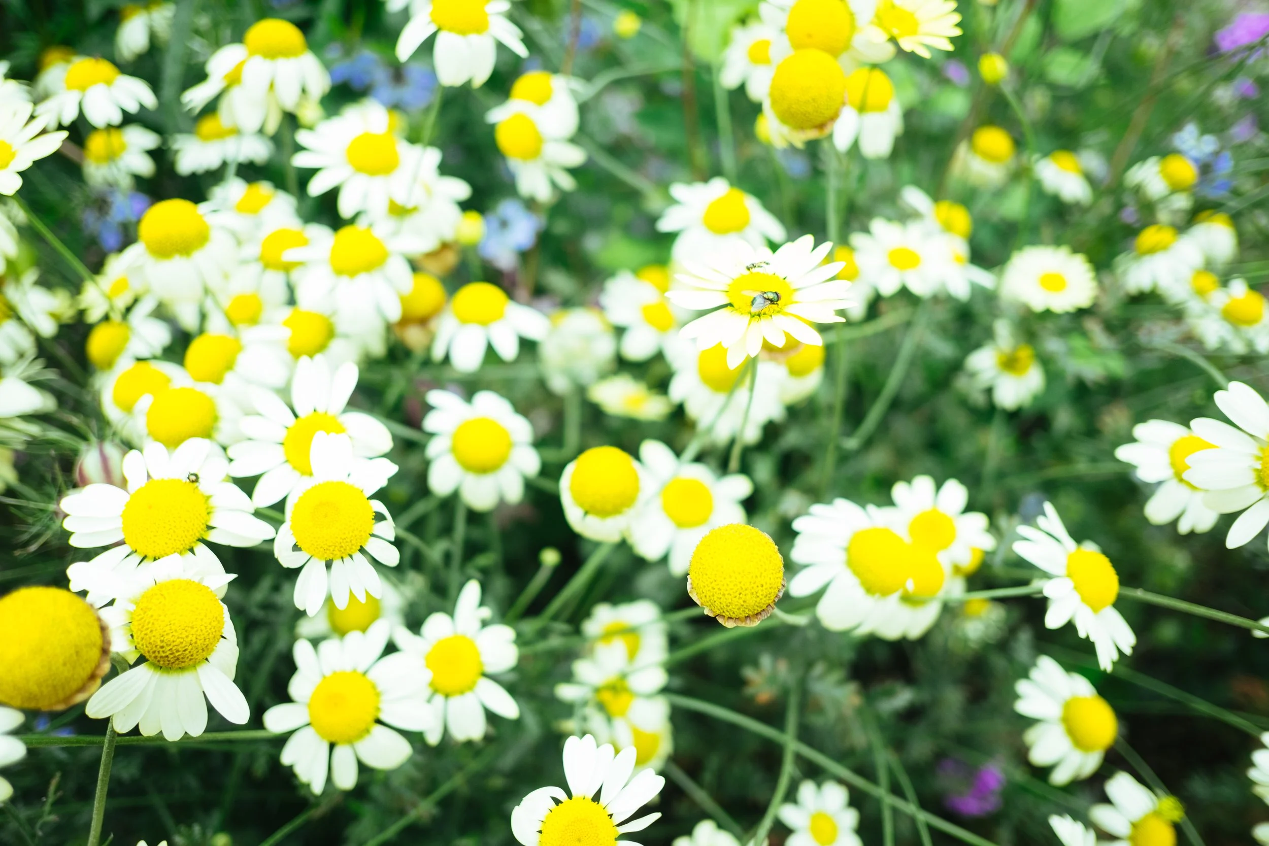 DSCF4950.jpg