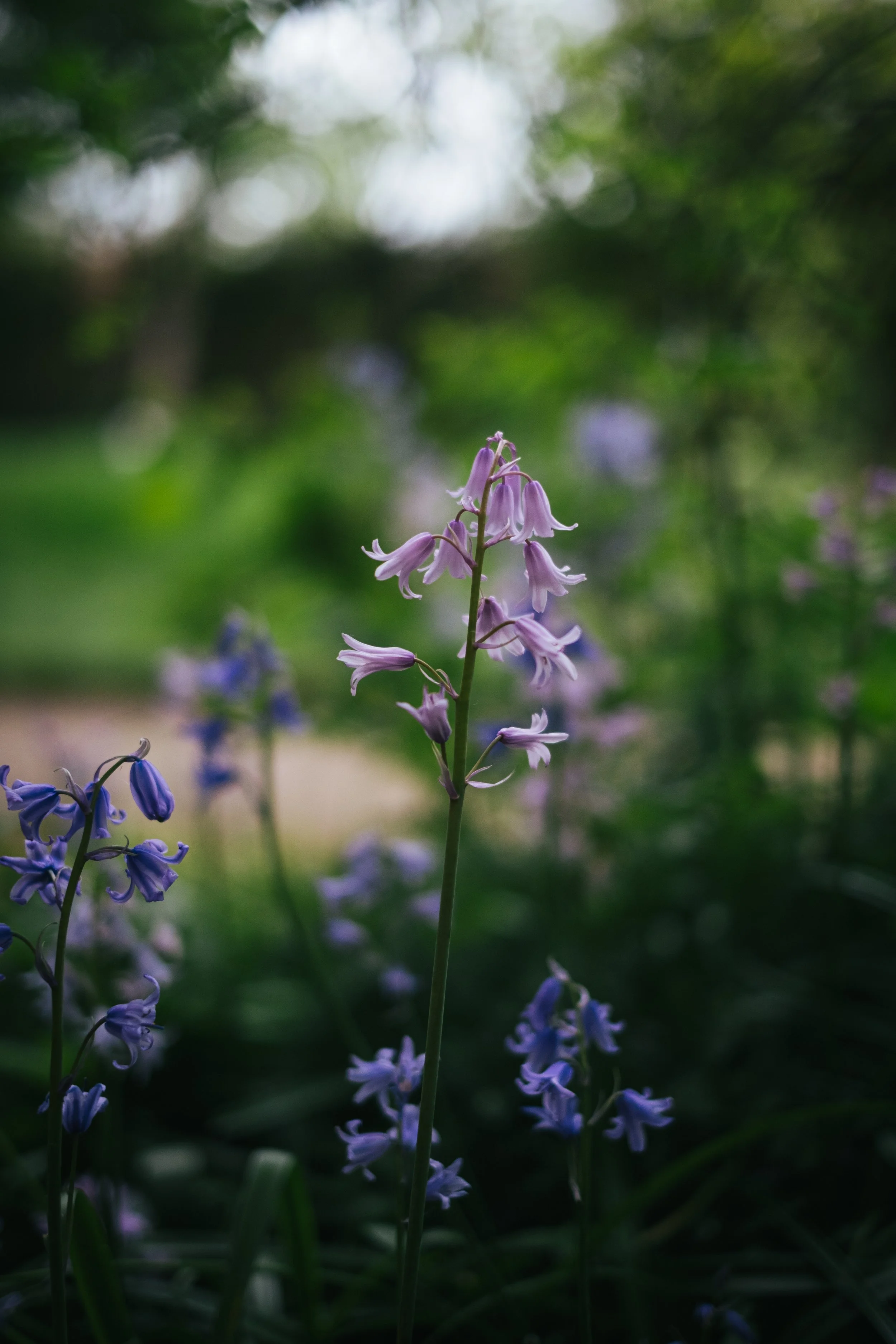 DSCF6452.jpg
