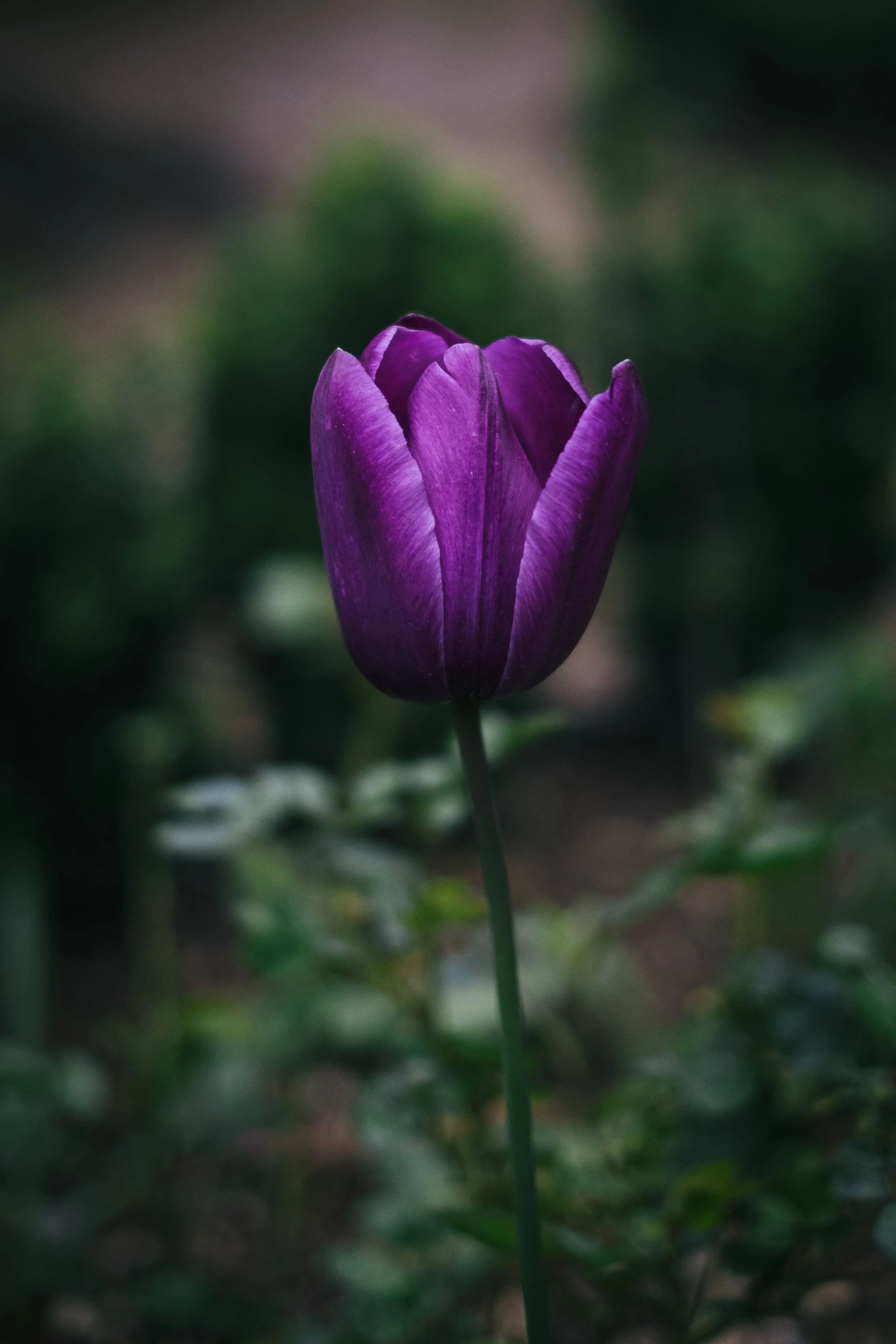 DSCF6462.jpg