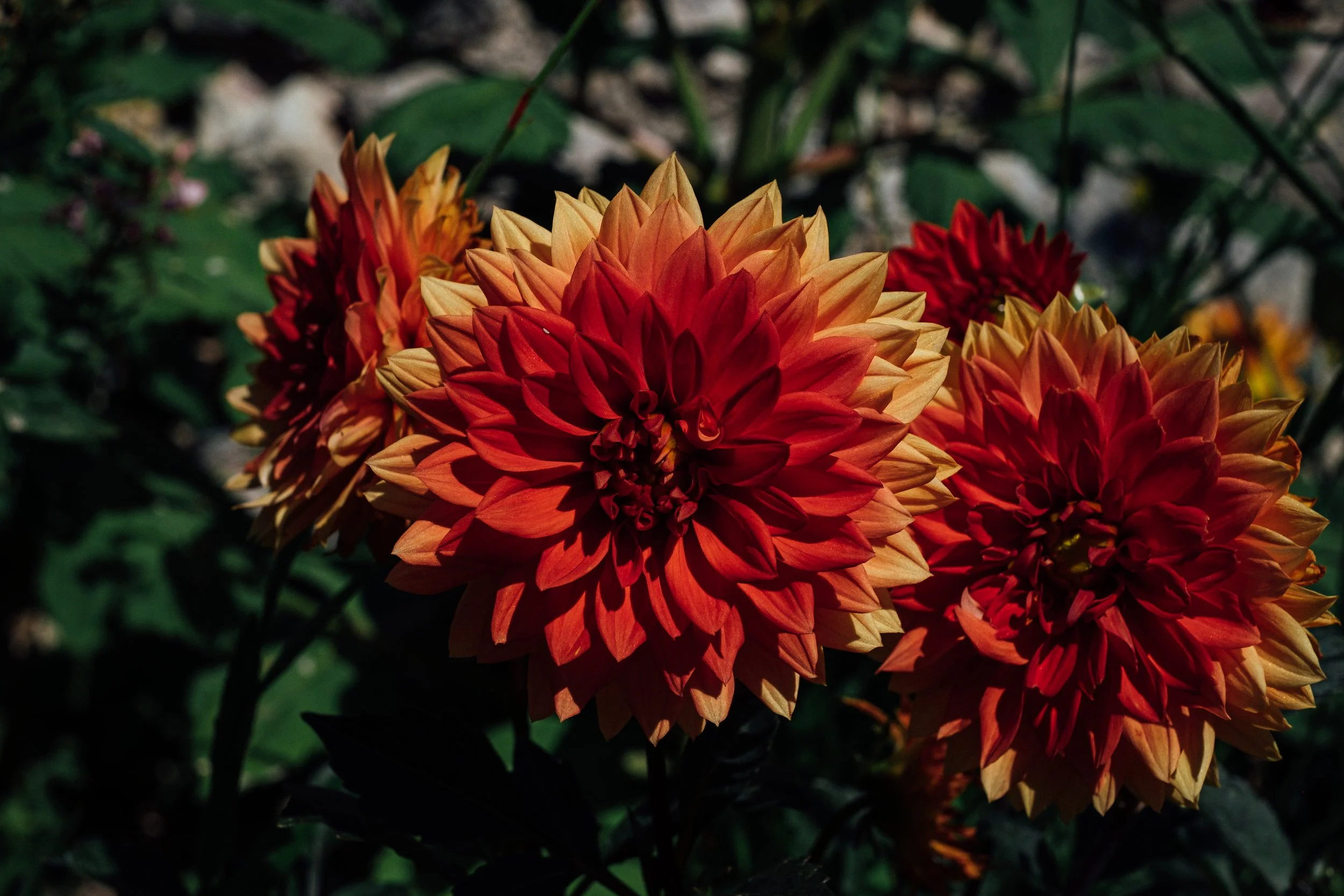 DSCF0471.jpg