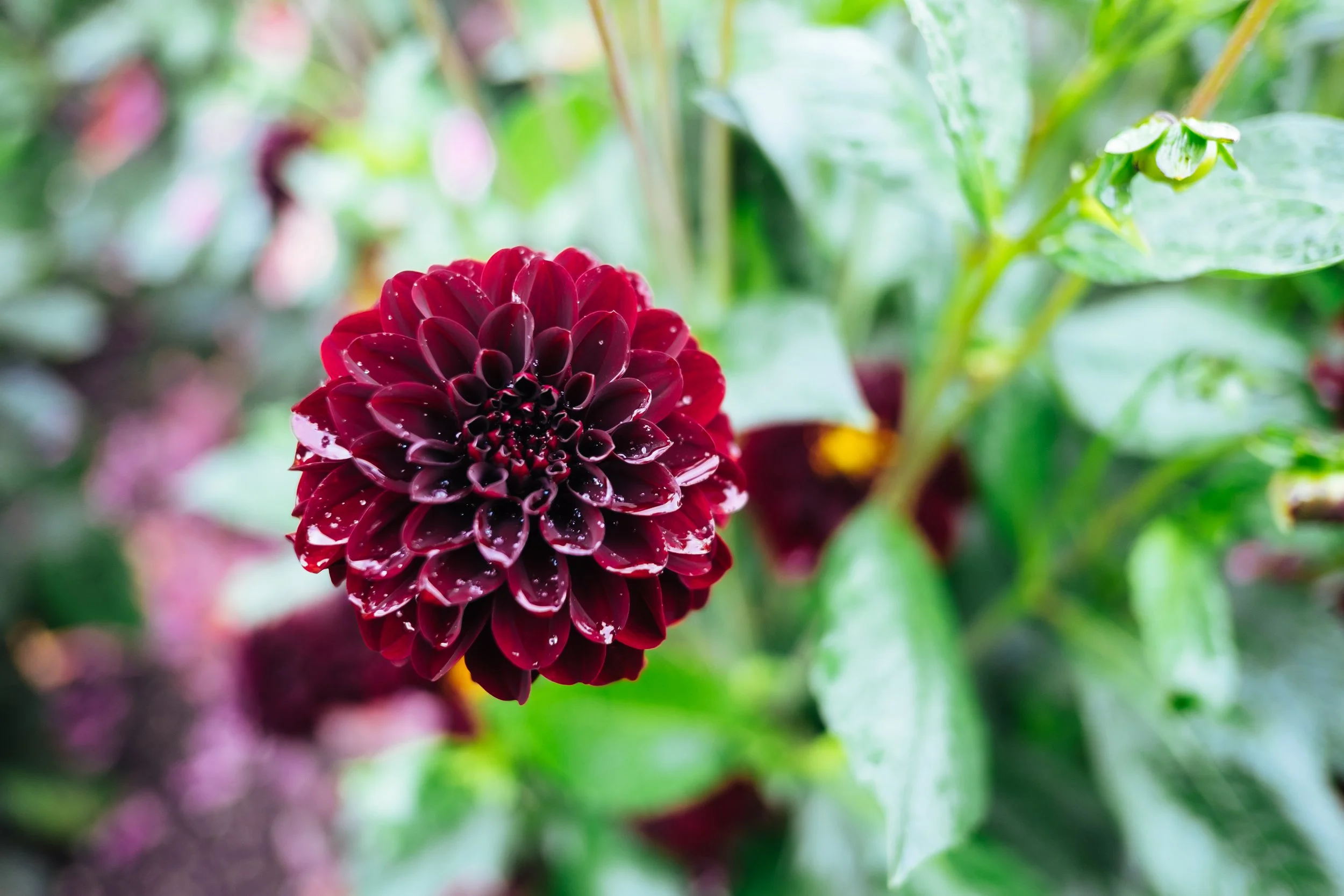 DSCF5157.jpg