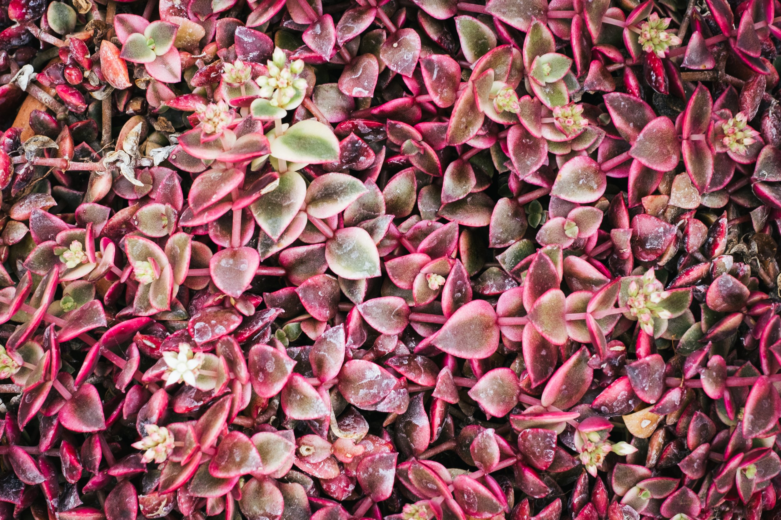 DSCF6559.jpg
