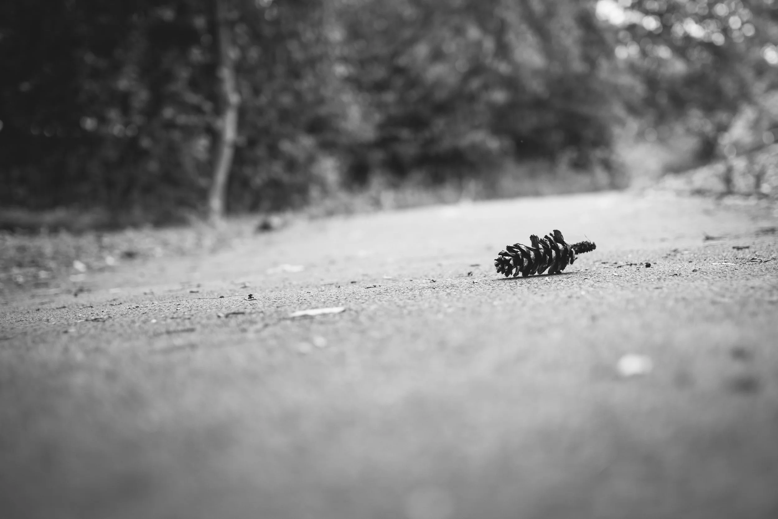 DSC_0040.jpg