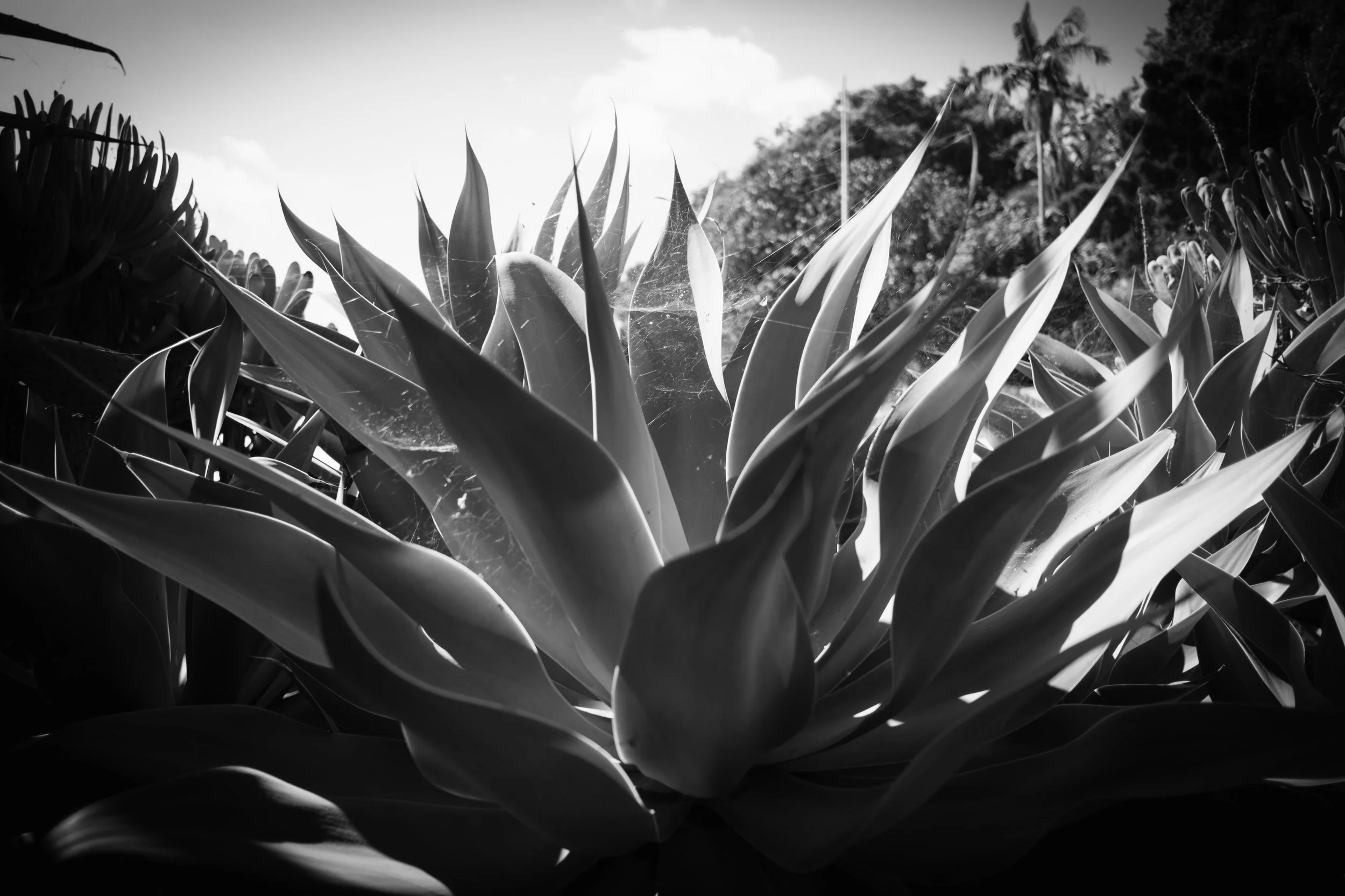 DSCF6235.jpg