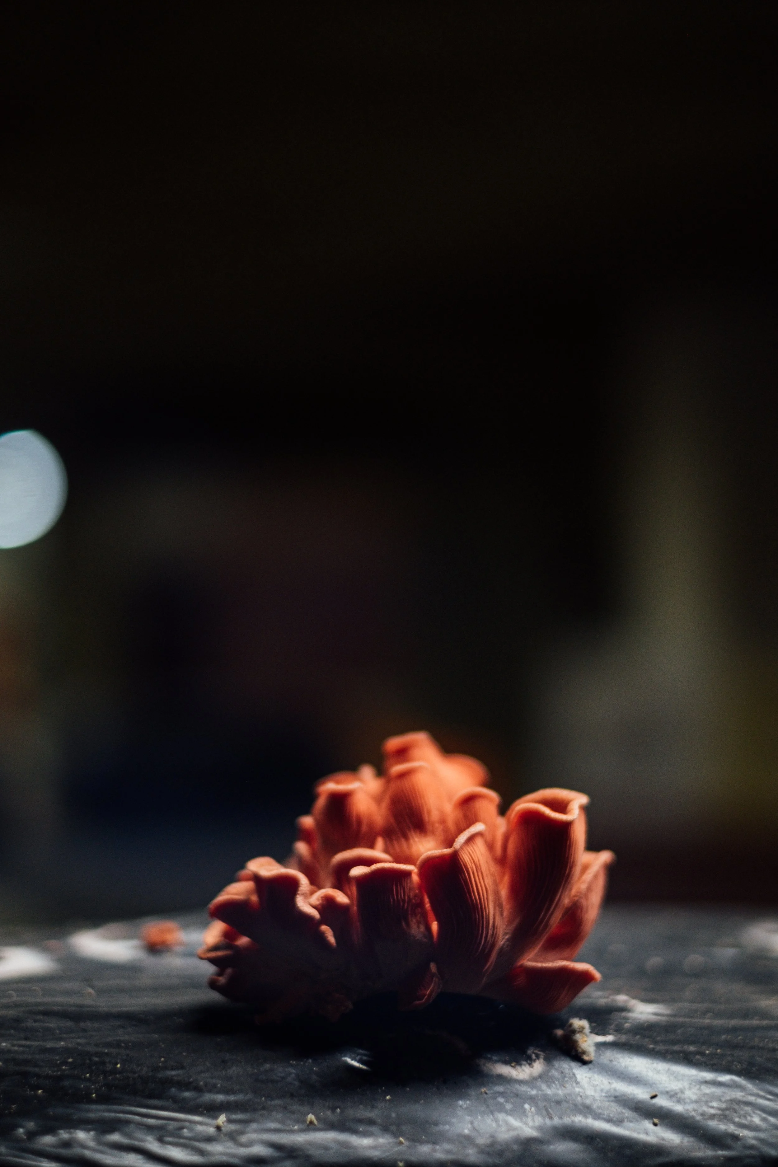 DSCF0516.jpg