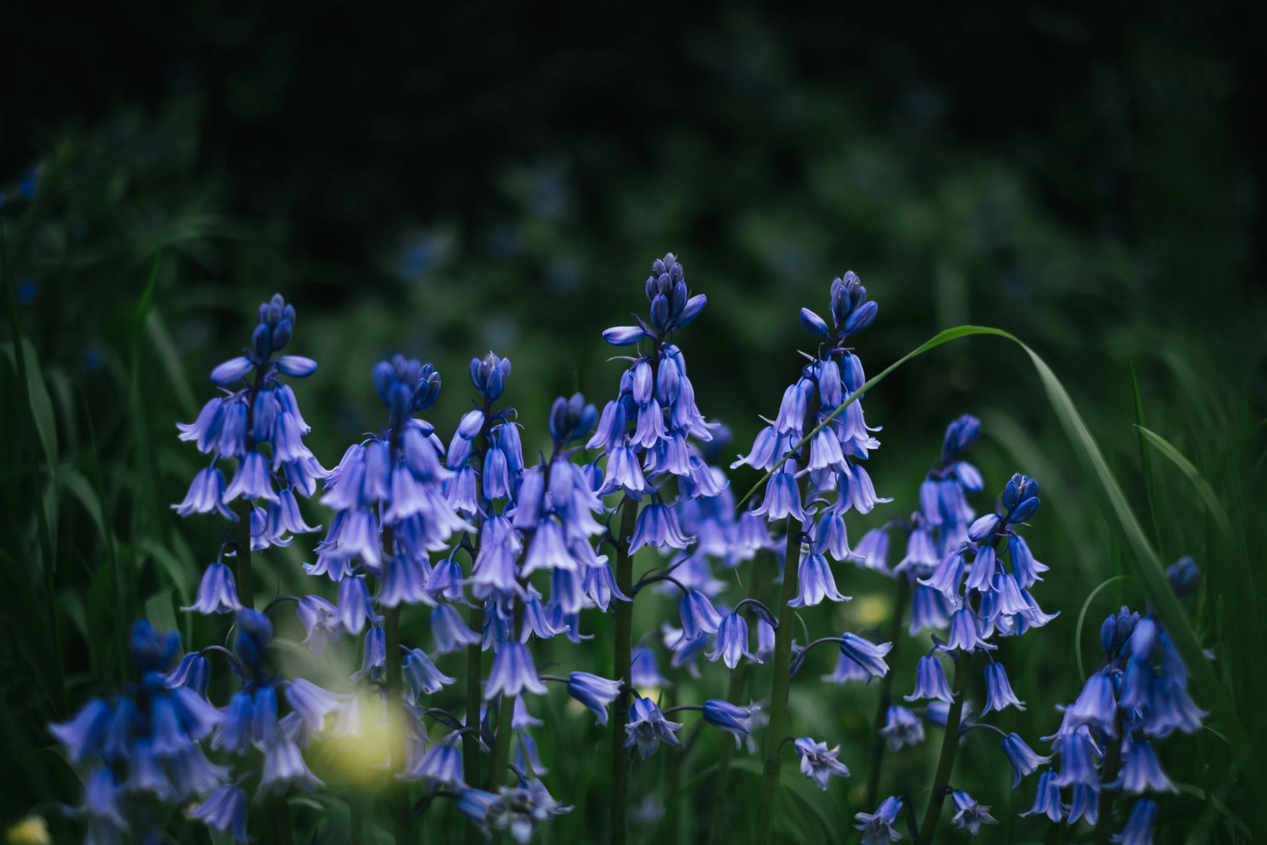 DSCF6475.jpg