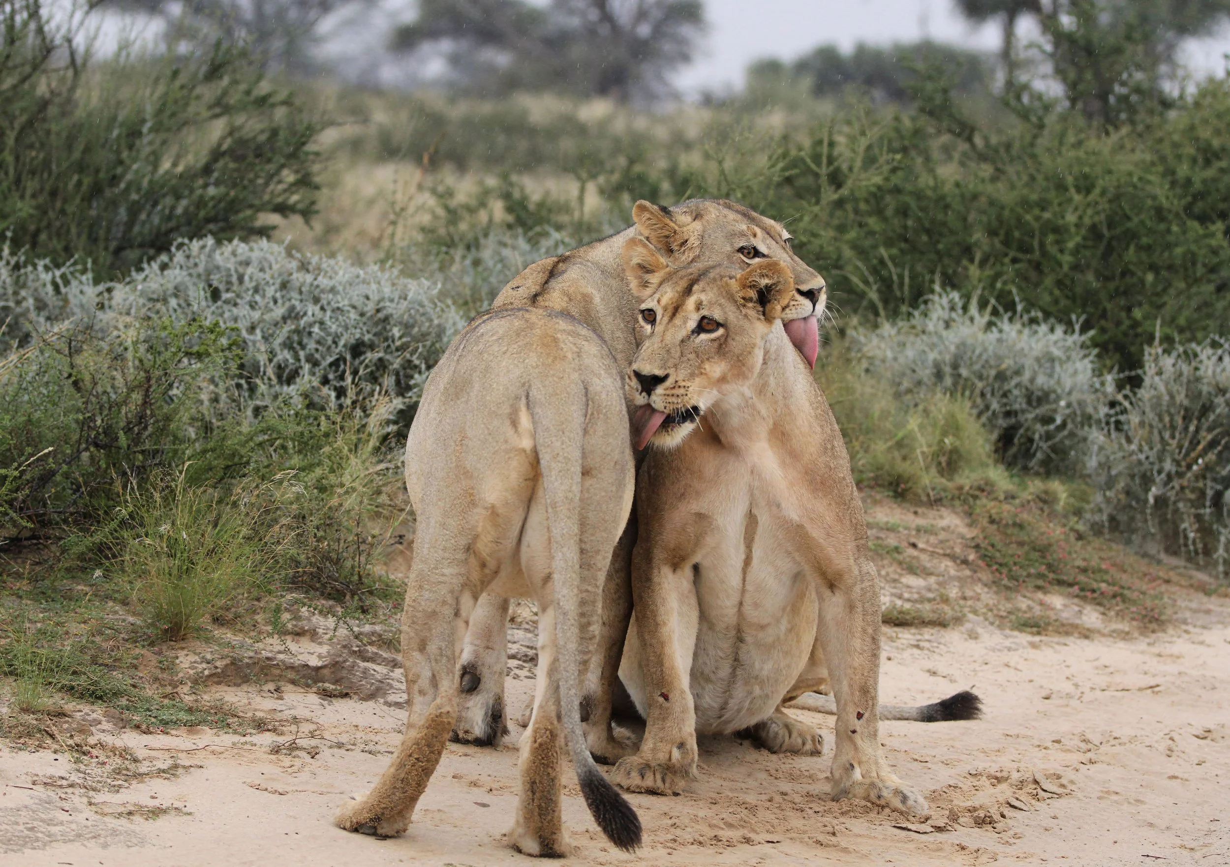 African Pride Tours | Cape Town V&A Waterfront