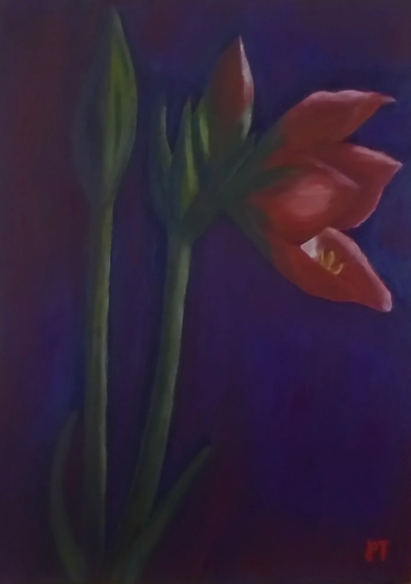 Amaryllis
2022 – Oil on canvas, 13.5" x 10"