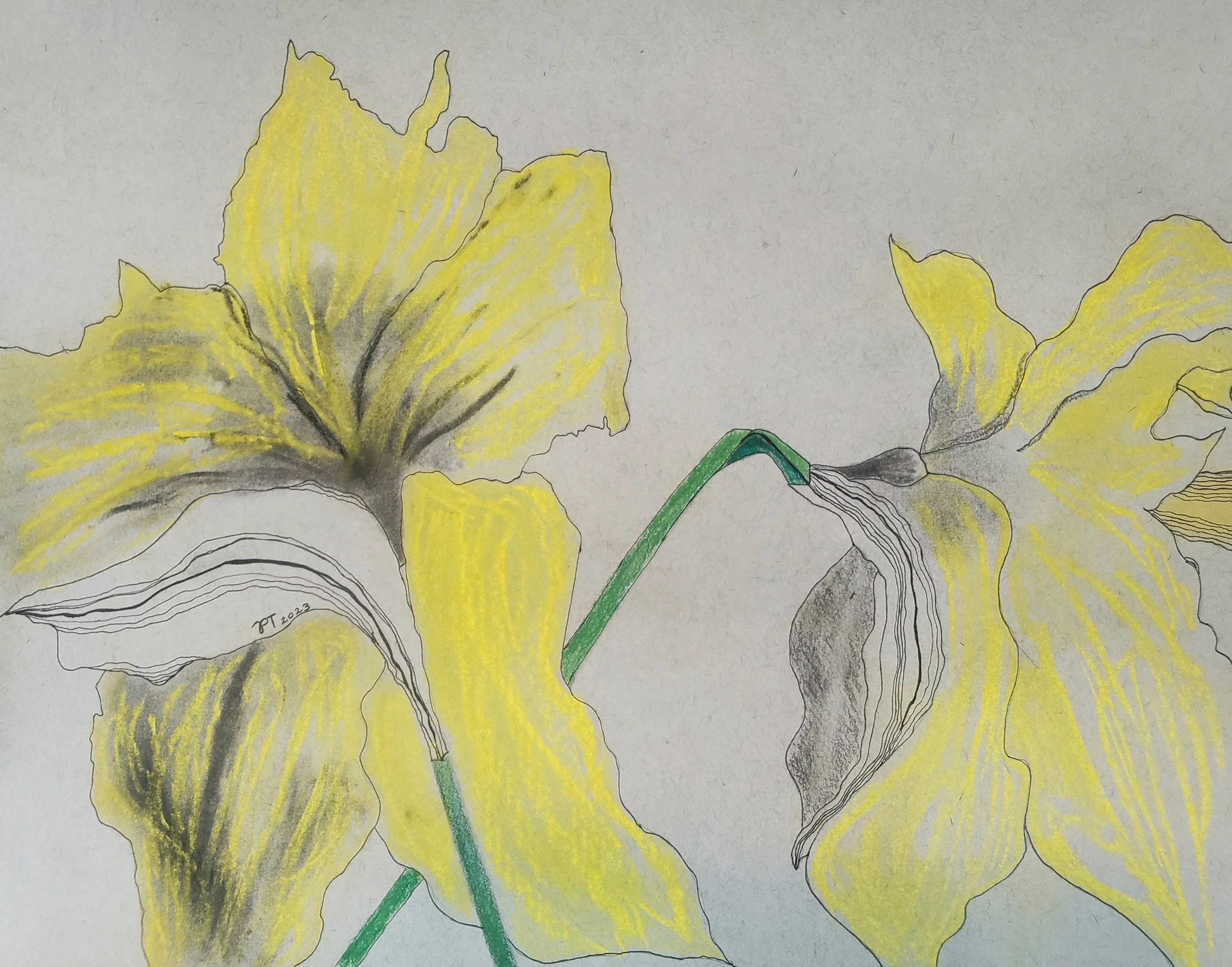 Daffodil Riot
2023 – Pastel on paper, 10" x 14"
