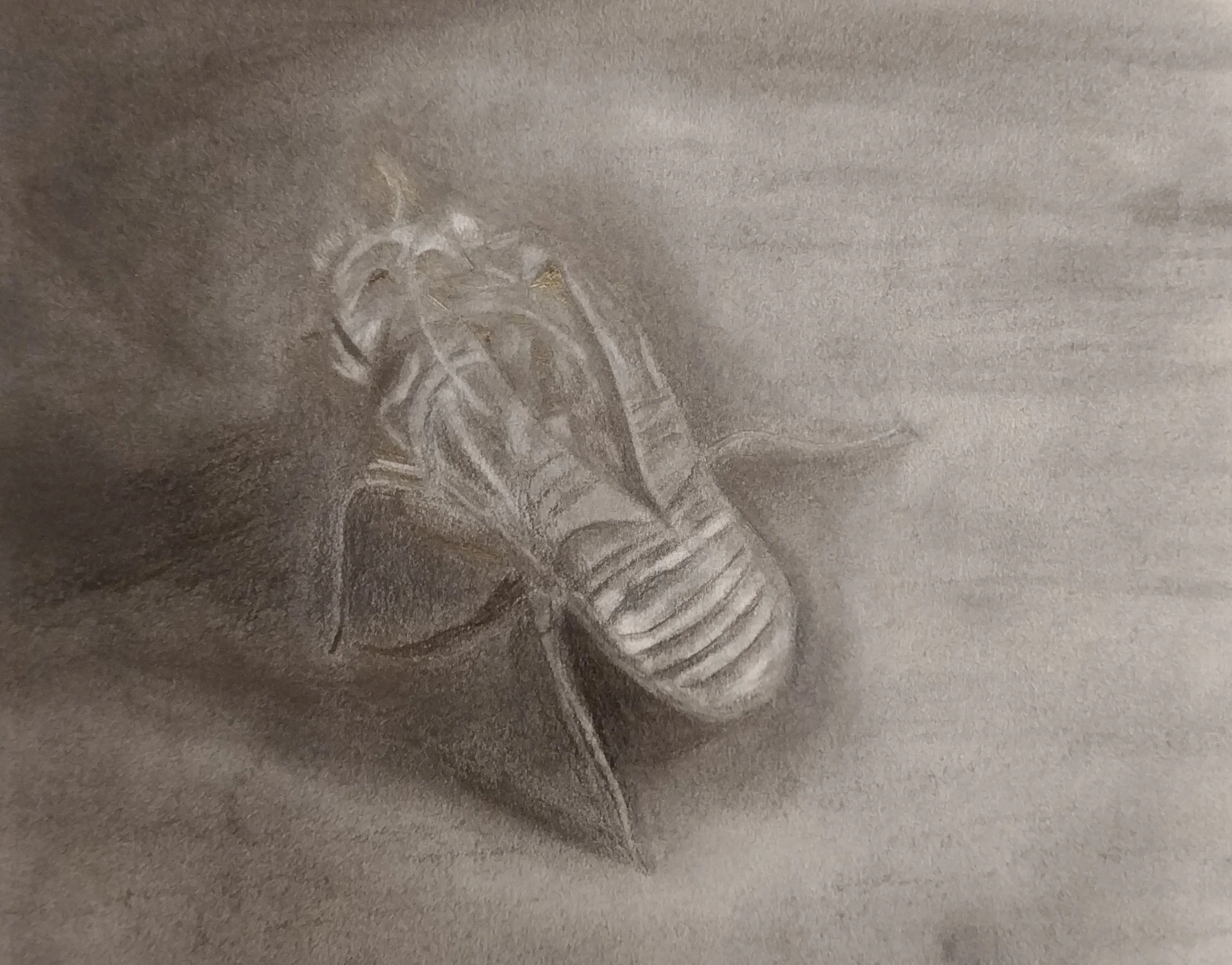 Cicada
2021 – Pastel on paper, 7.5" x 9.5"