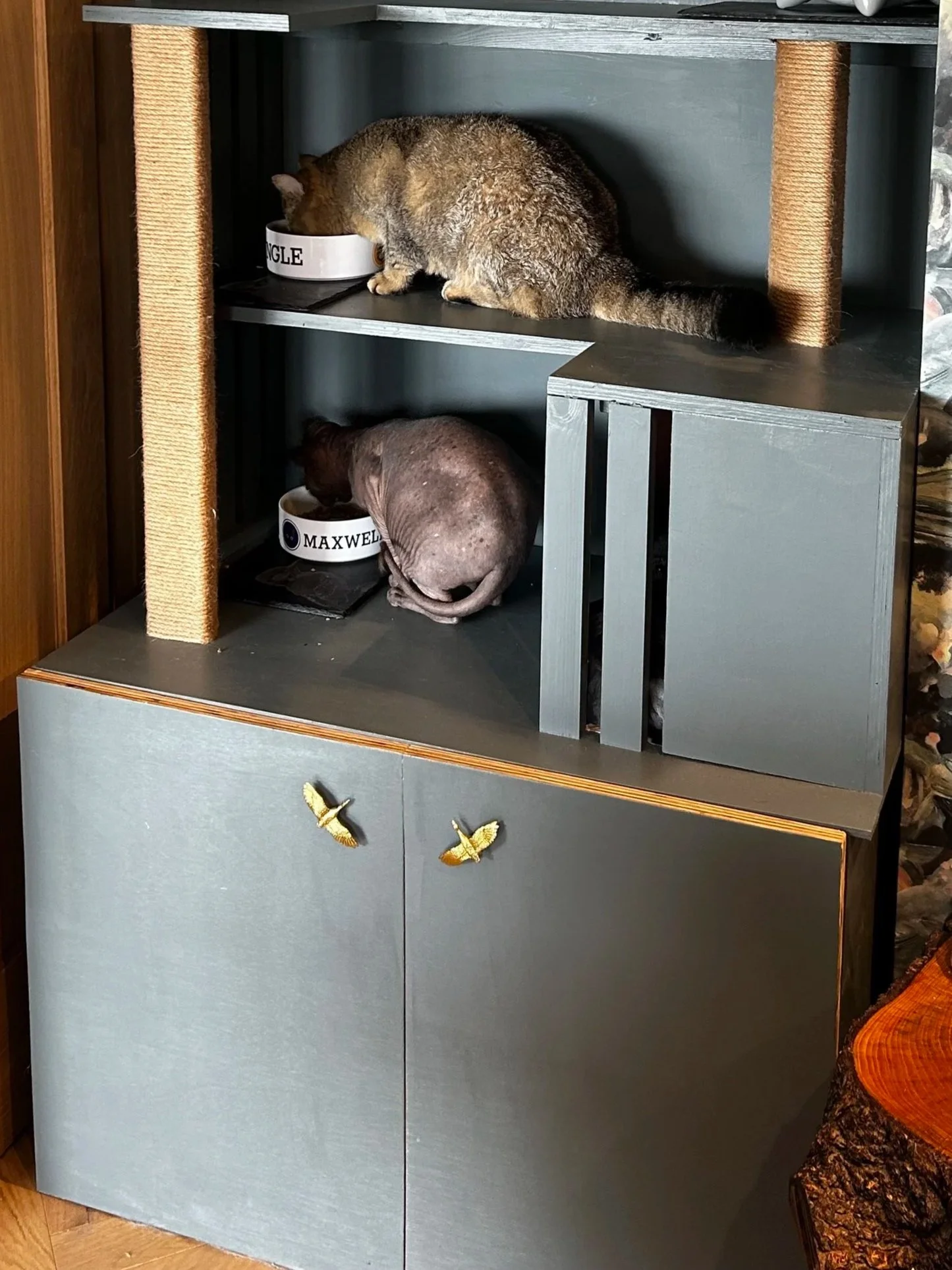 cats eating in a bespoke raised unit