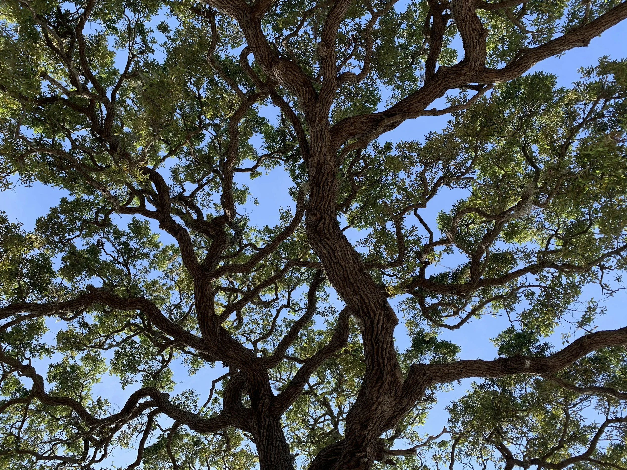 Looking up at a large, sprawling tree with thick, textured bark and many green leaves against a bright blue sky.