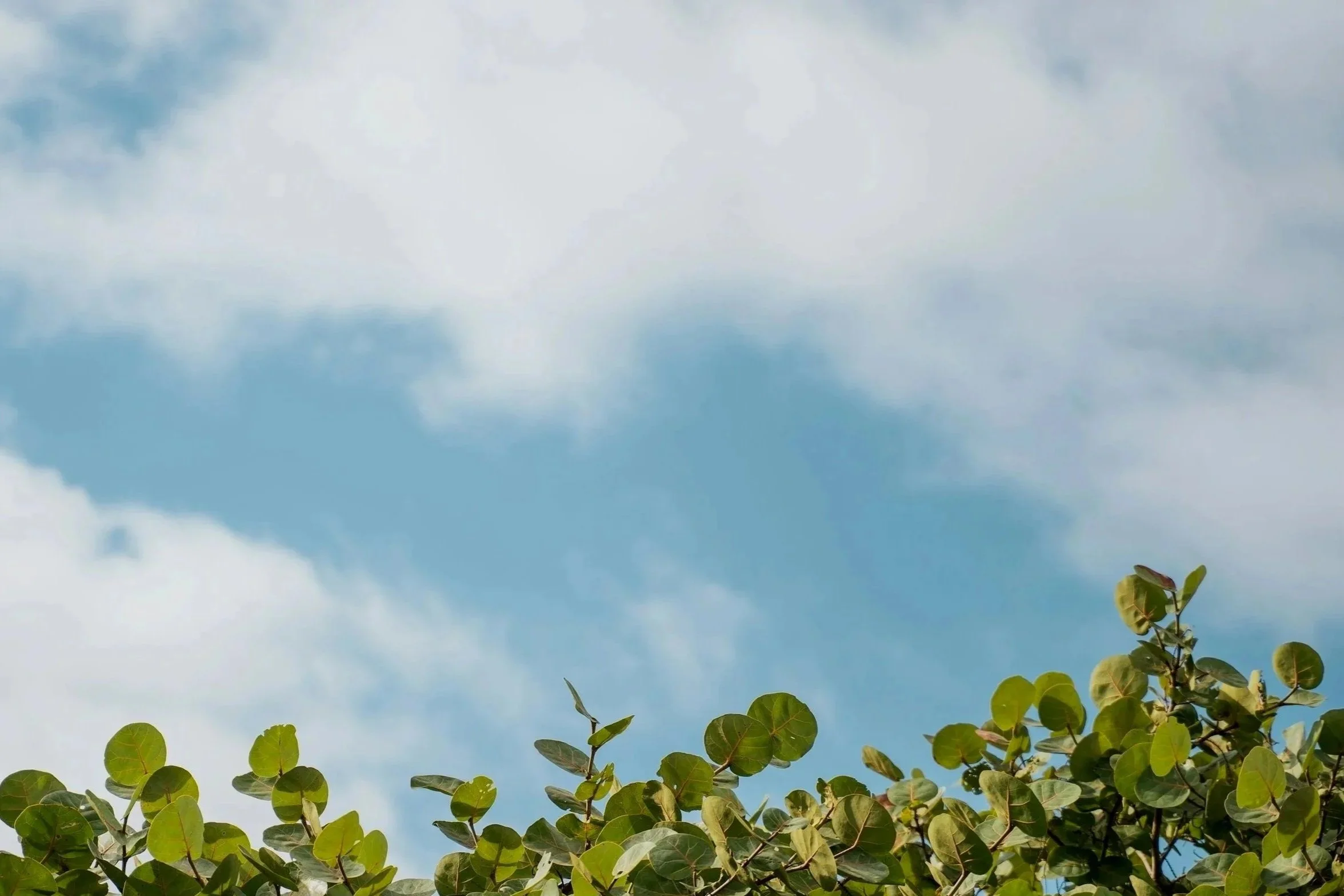 Green leafy plant with round leaves at the bottom of the image, blue sky with some white clouds above.