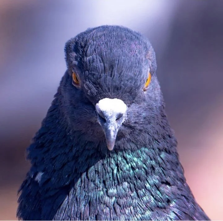 Close-up of a pigeon with dark feathers and glowing iridescence, staring directly at the camera.