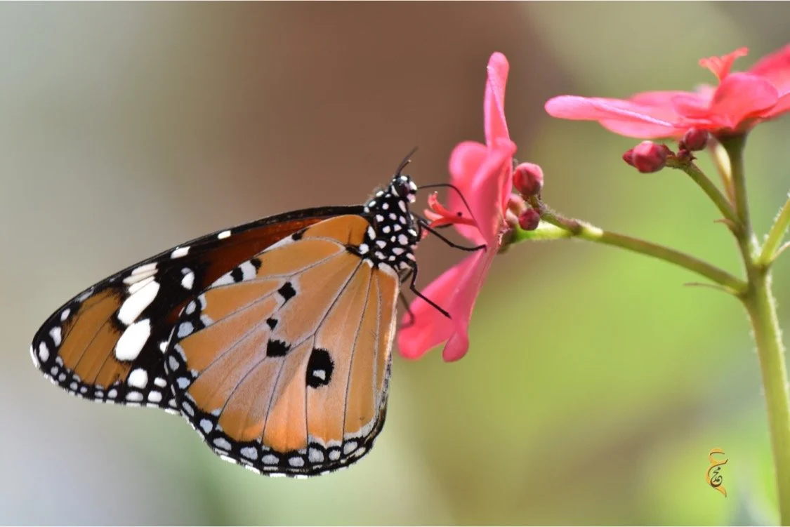 A Monarch butterfly perched on a pink flower.