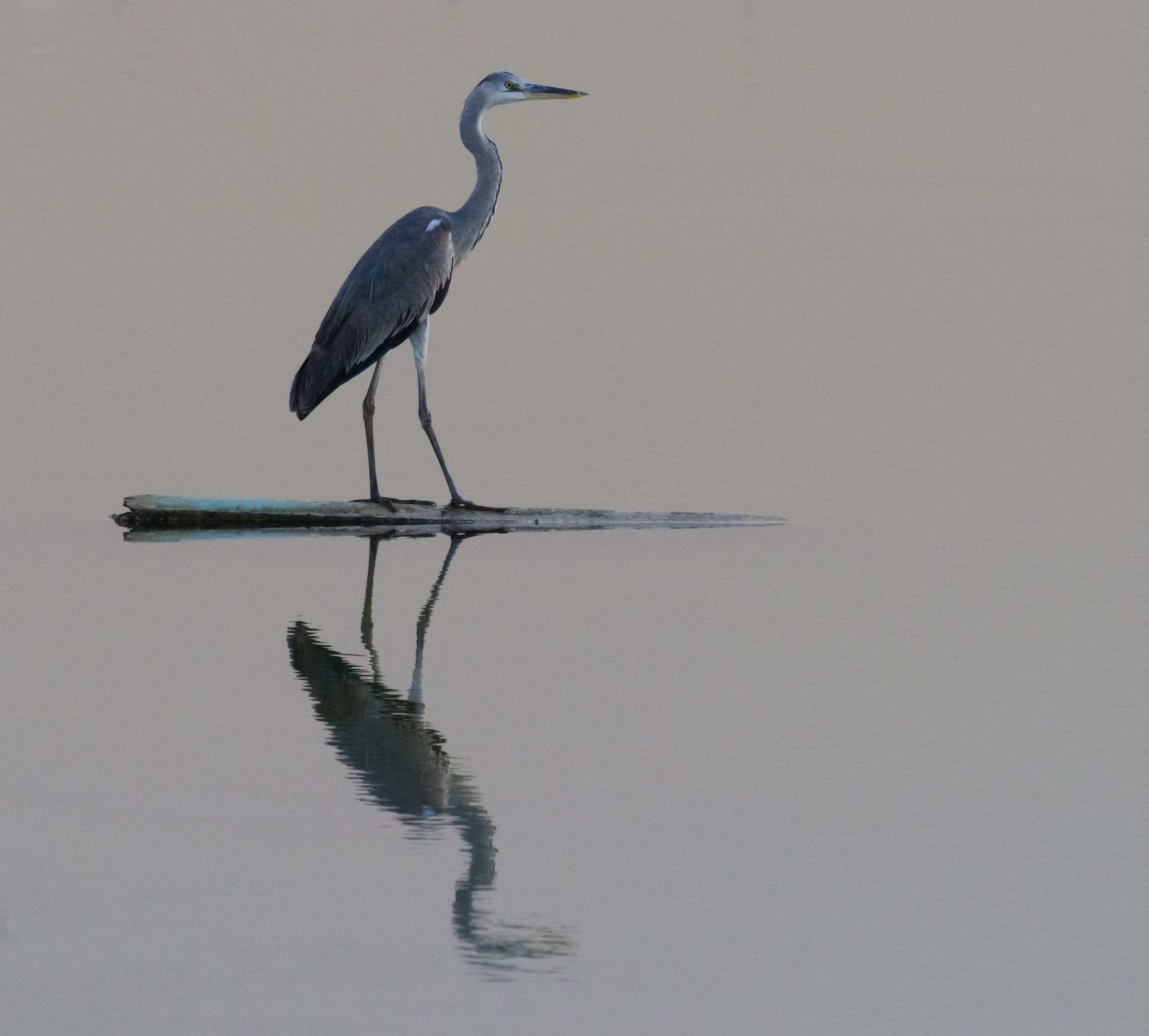 A heron standing on a small floating platform in calm water, with its reflection visible below.