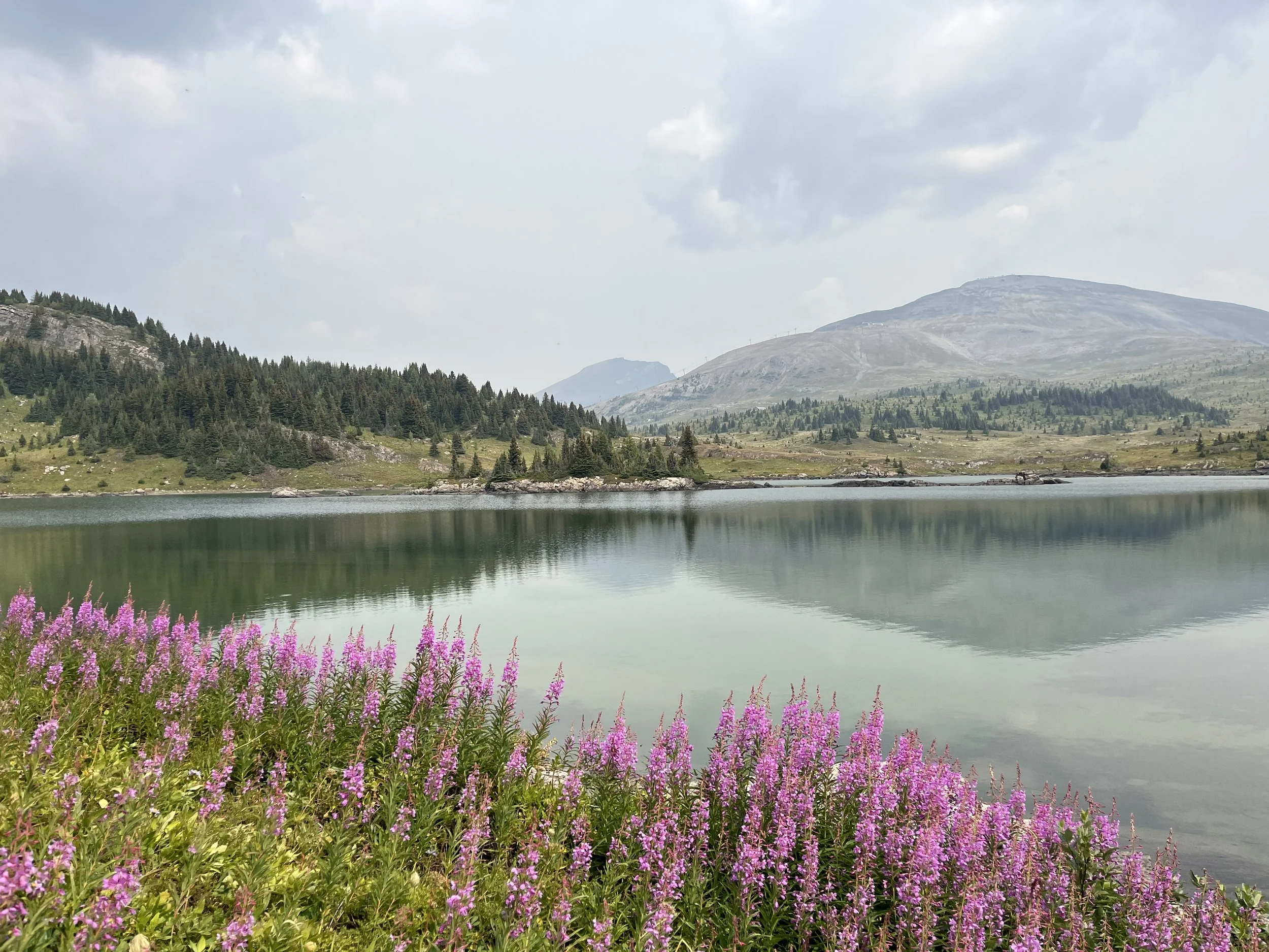 Pink flowers in the foreground, a lake, dense green pine trees, and mountains under a cloudy sky in the background.