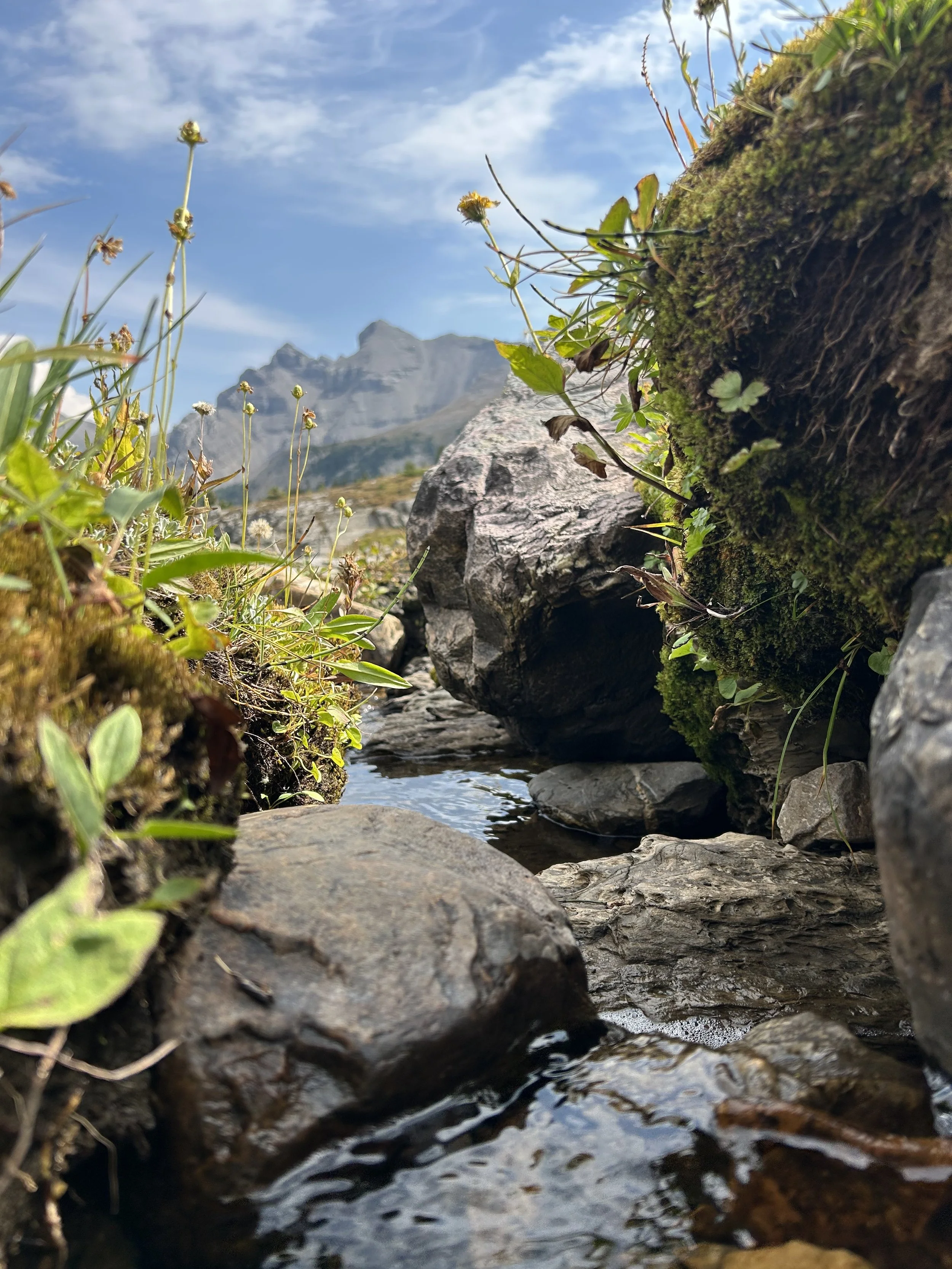 Low-angle view of a mountain stream with rocks and small plants, with a mountain and blue sky with clouds in the background.