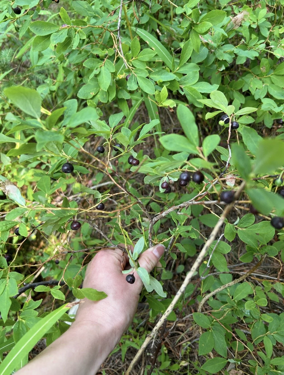 A hand holding a branch with green leaves and small black berries in a dense green shrub.