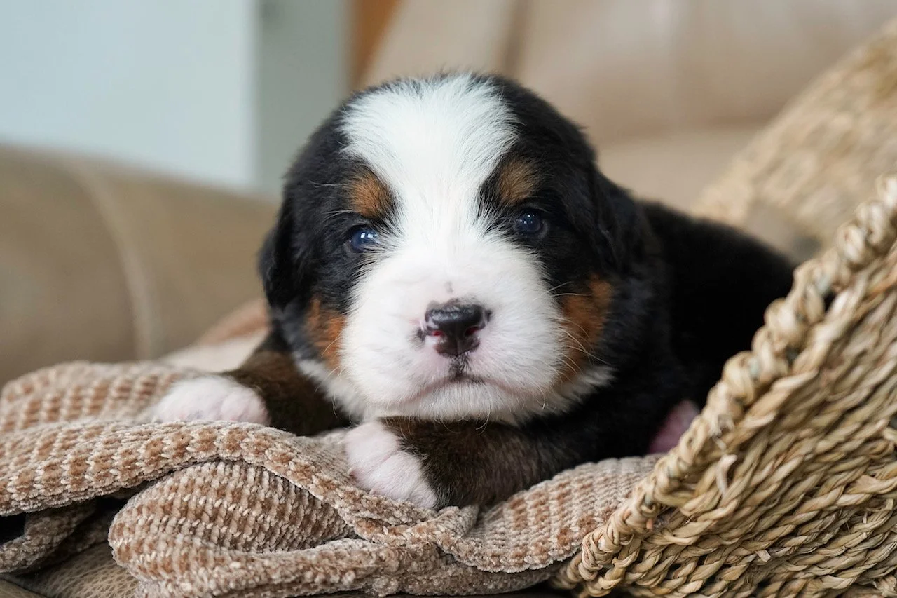 A cute tricolor puppy with black, white, and brown fur, lying on a soft, textured blanket inside a woven basket.
