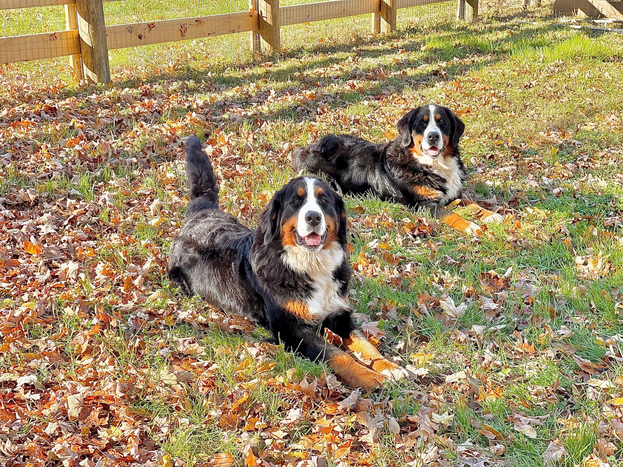 Two Bernese Mountain Dogs lying in a yard amidst fallen autumn leaves, with a wooden and wire fence in the background in Tennessee