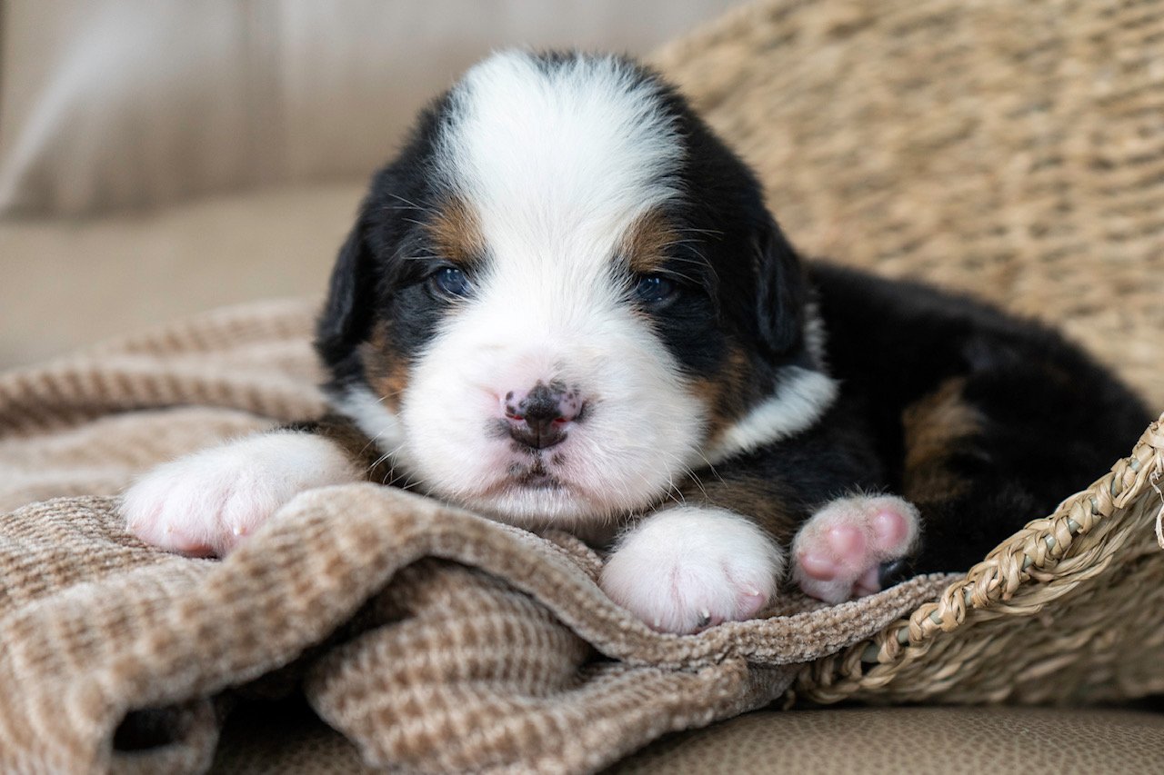 Close-up of a sleeping Bernese Mountain Dog puppy lying on a soft blanket in a wicker basket.