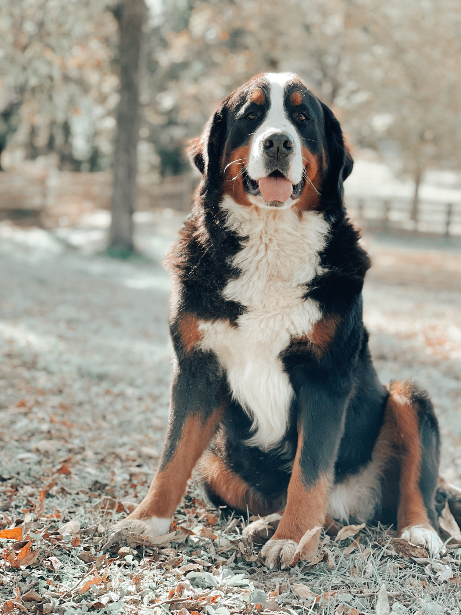 A large Bernese mountain dog sitting outdoors among fallen autumn leaves, with trees in the background. The dog has a tricolor coat with black, white, and rust-colored markings, and is looking at the camera with its tongue slightly out.