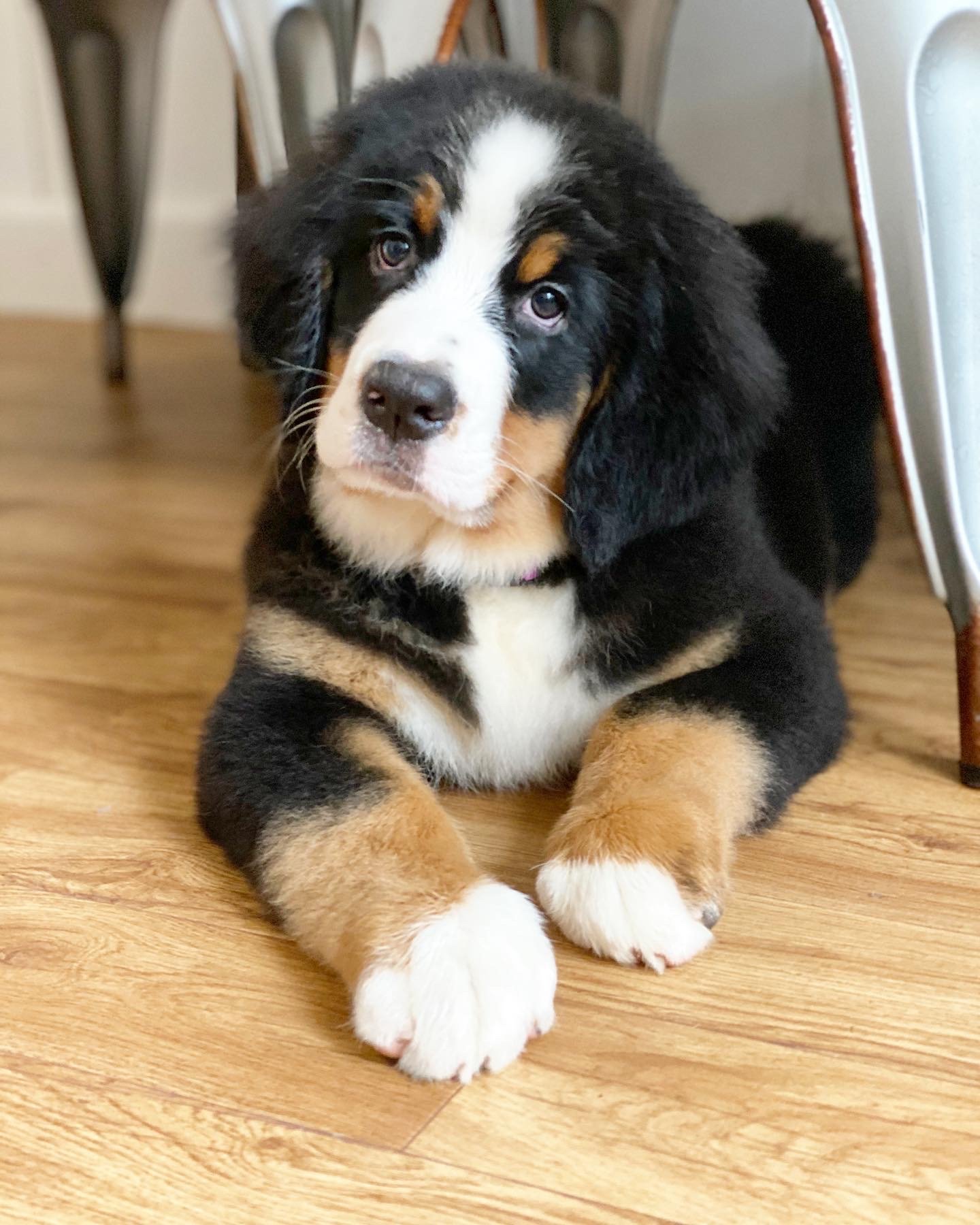 A cute black, white, and tan puppy lying down on a wooden floor with chairs in the background.