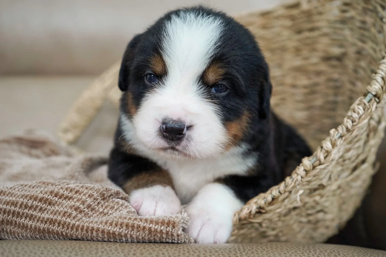 A cute puppy with black, white, and brown fur resting in a wicker basket.