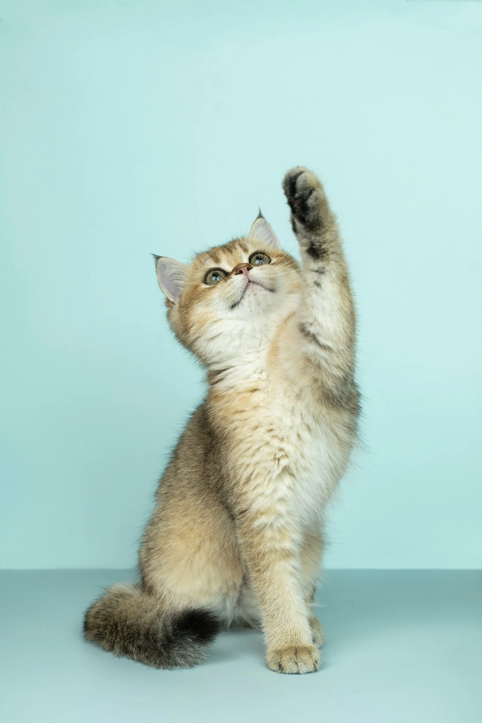 A cute kitten with orange and white fur sitting against a light blue background, reaching up with its right paw.