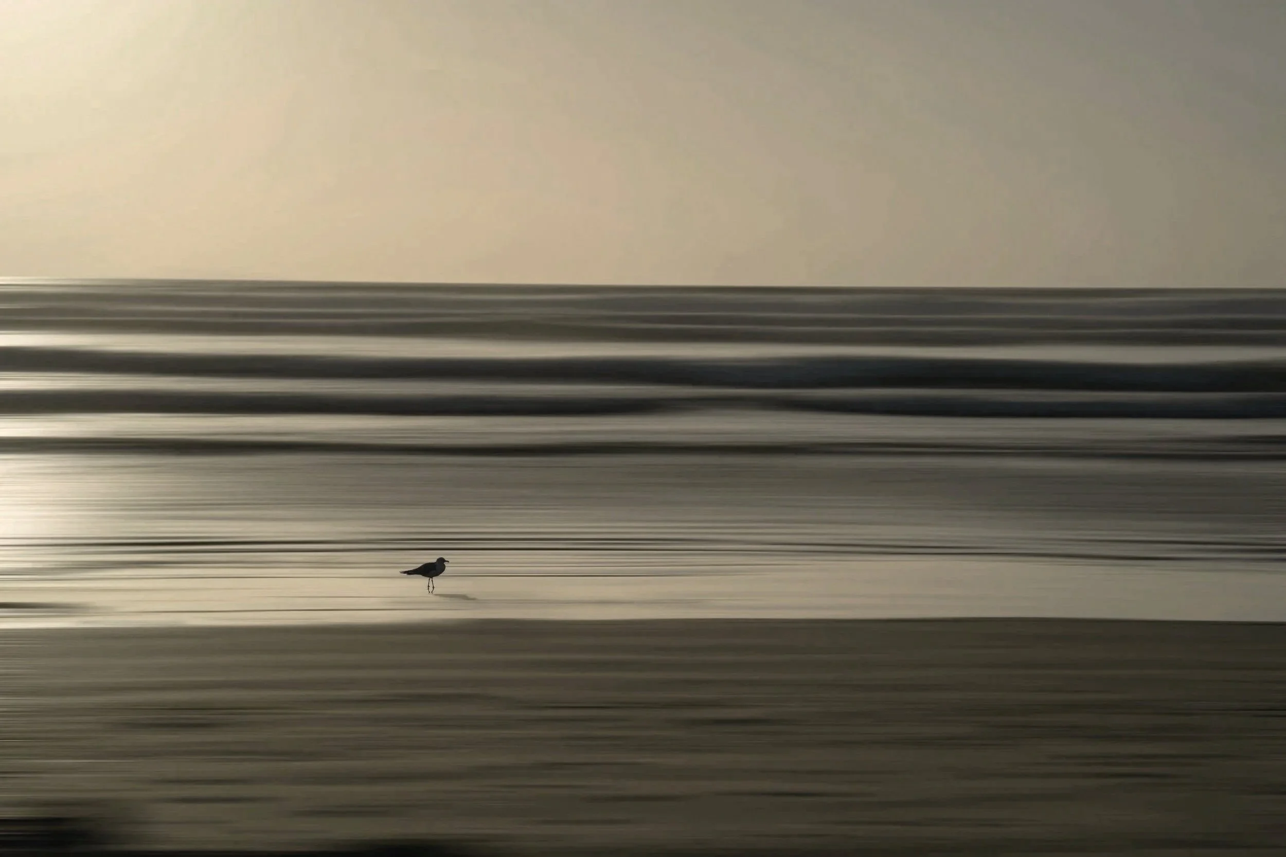 A seagull standing on a sandy beach near water; cover art for the song "Whispering My Name", with vocals, lyrics and music by Kristen Carelle