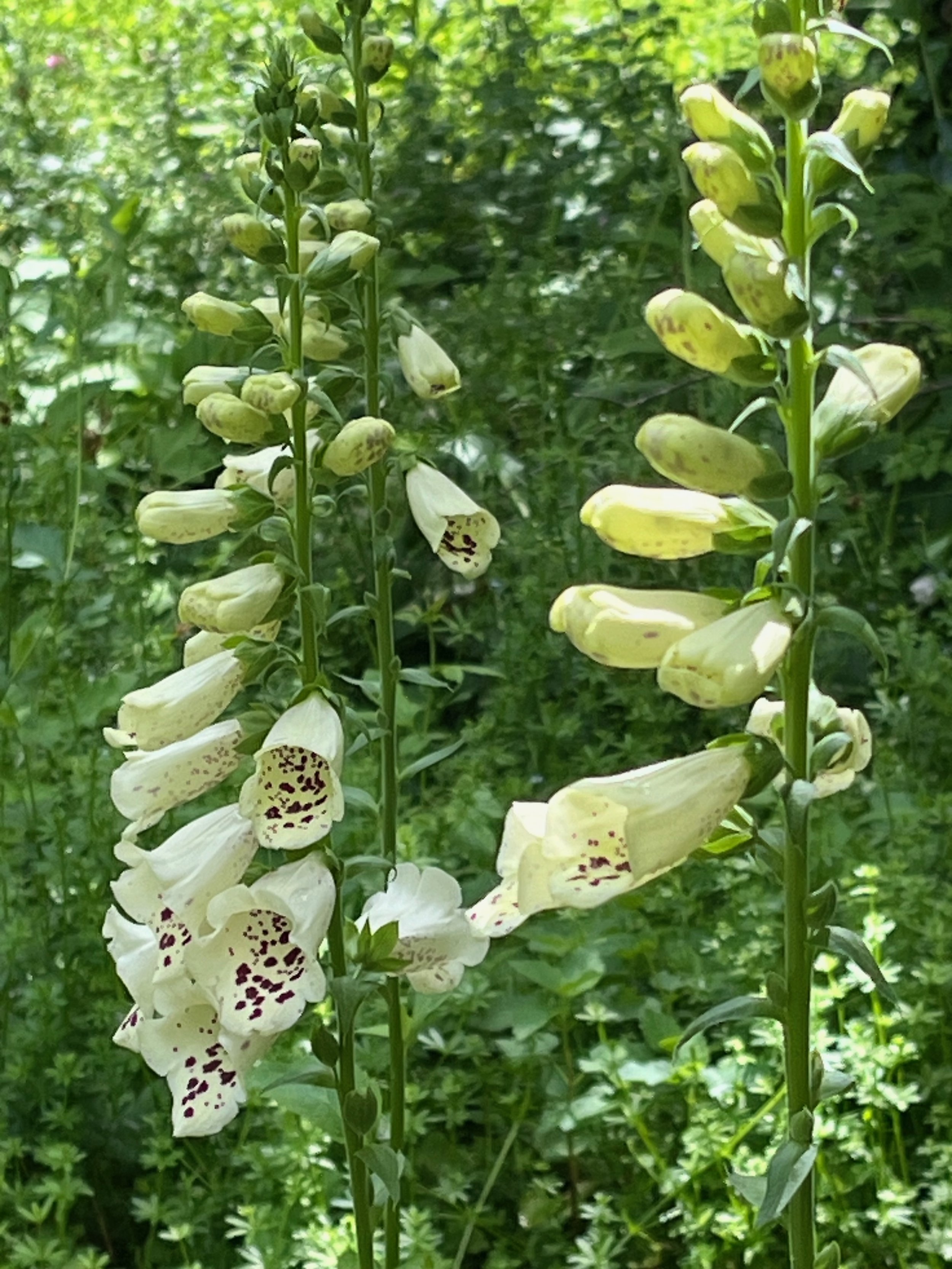 Close-up of tall foxglove flowers with bell-shaped, pale yellow blossoms with purple spots, growing in a lush green garden.