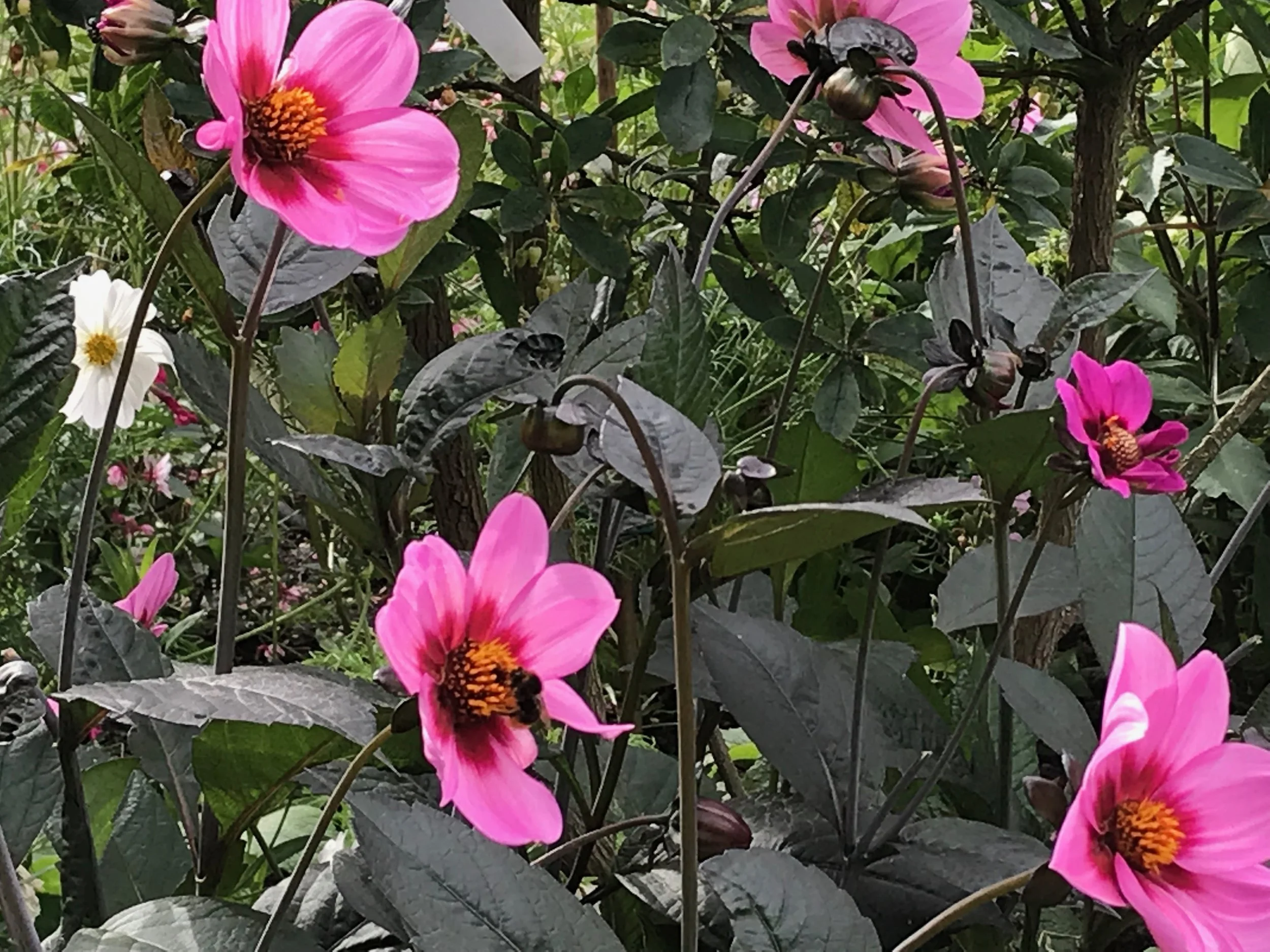 Pink and white flowers growing in a garden with green foliage, some insects visible on the flowers.
