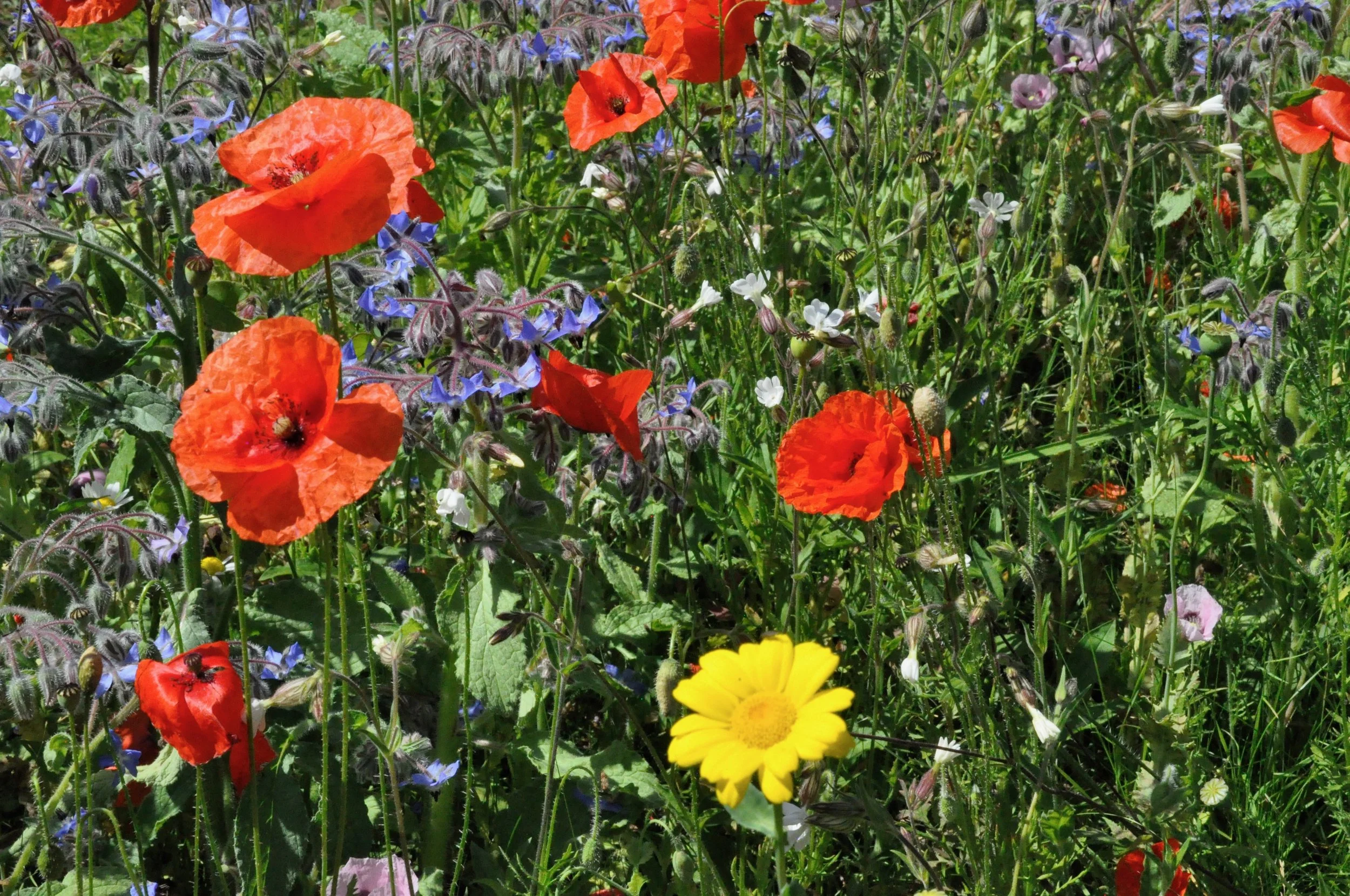 A vibrant garden bed with blooming red poppies, small white, purple, and yellow flowers, and lush green foliage.