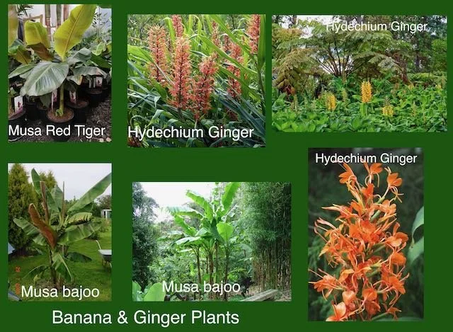 Mood board as part of garden design, Cambridge of banana and ginger plants, including Musa Red Tiger, Musa bajoo, and Hydechium Ginger with flowering and leafy plants.