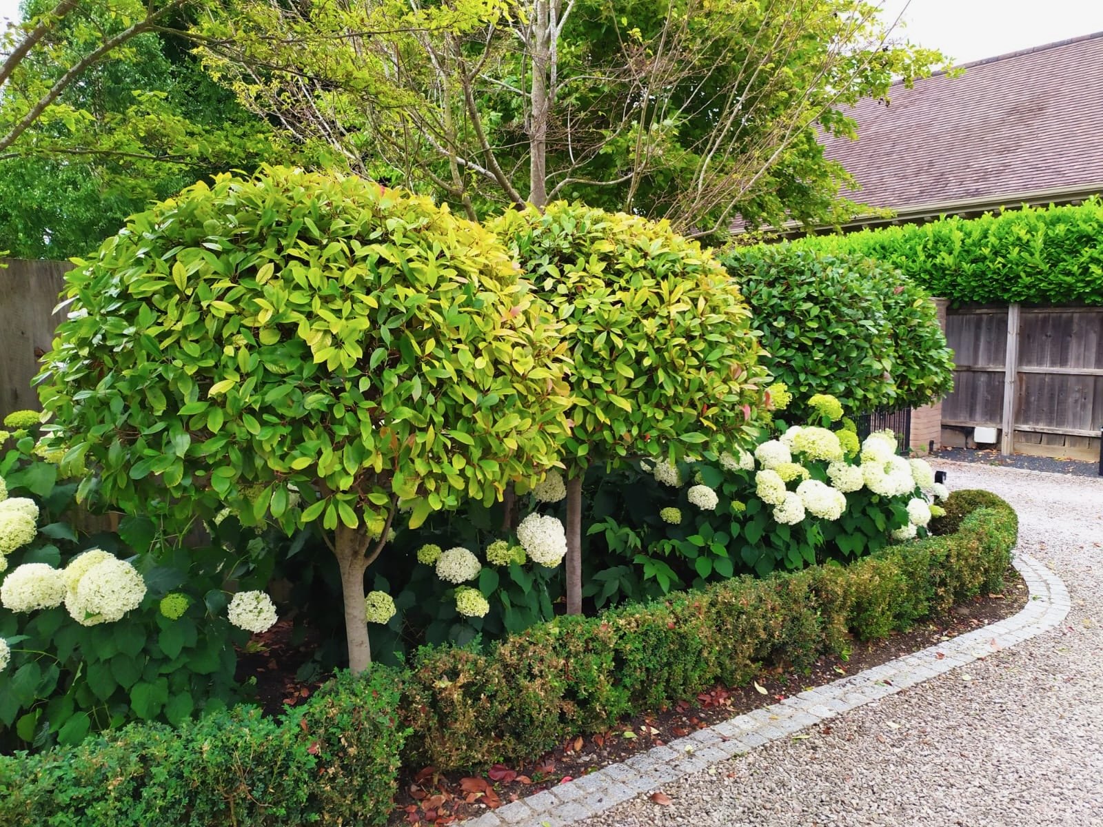 A well-maintained garden with lush green trees, white hydrangea flowers, and neatly trimmed bushes along a curved gravel pathway.
