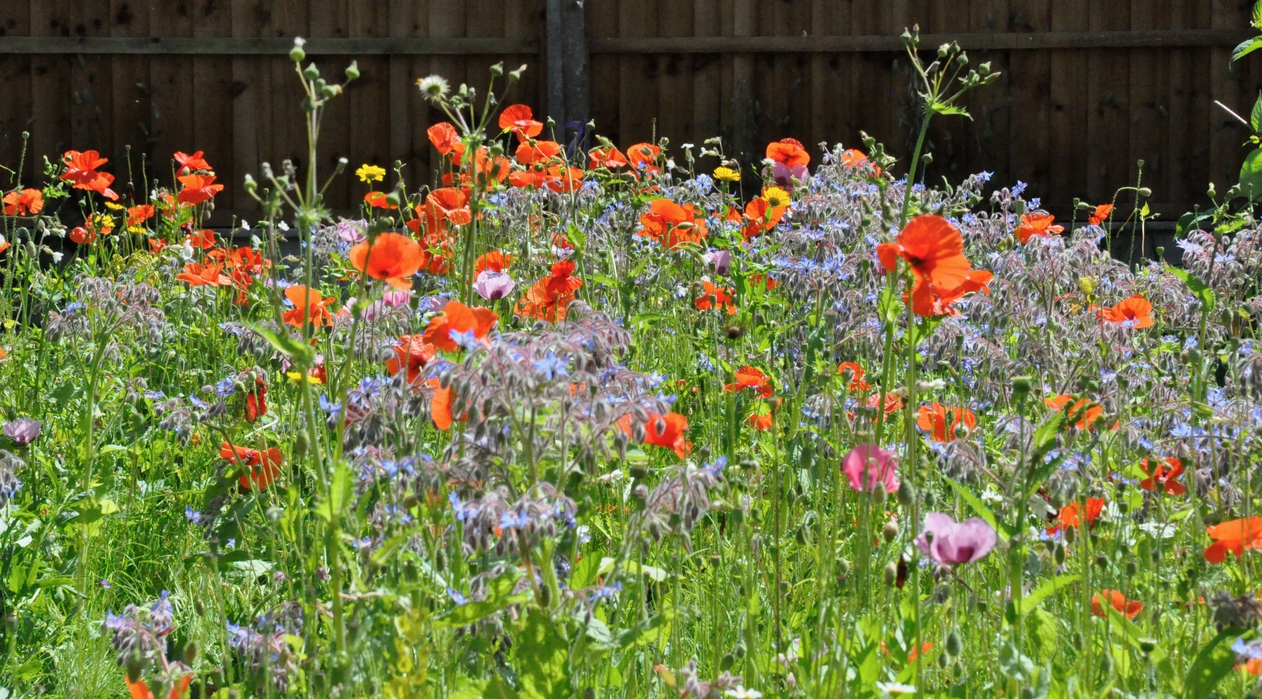 A colorful flower bed with bright red poppies, purple, white, and yellow flowers, and green foliage in front of a wooden fence.