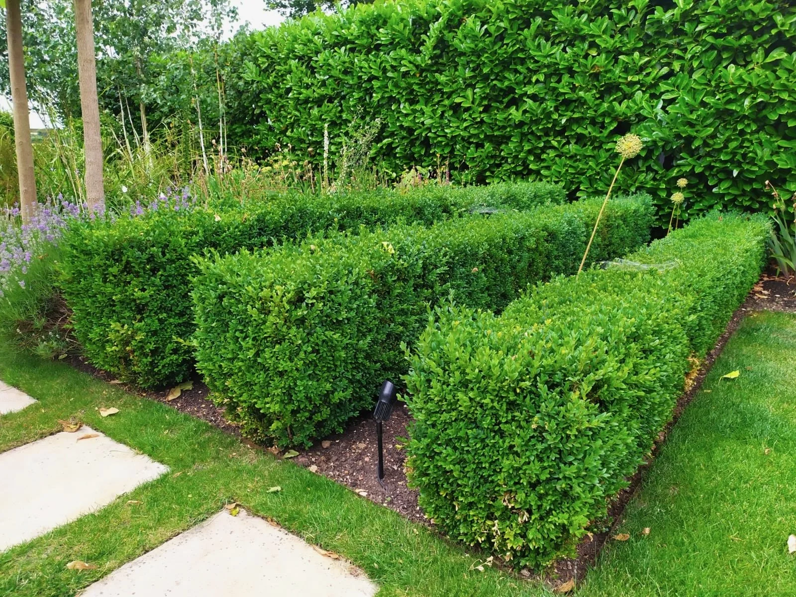Well-manicured bushes and a hedge in a garden, with some flowering plants and pathway stones.