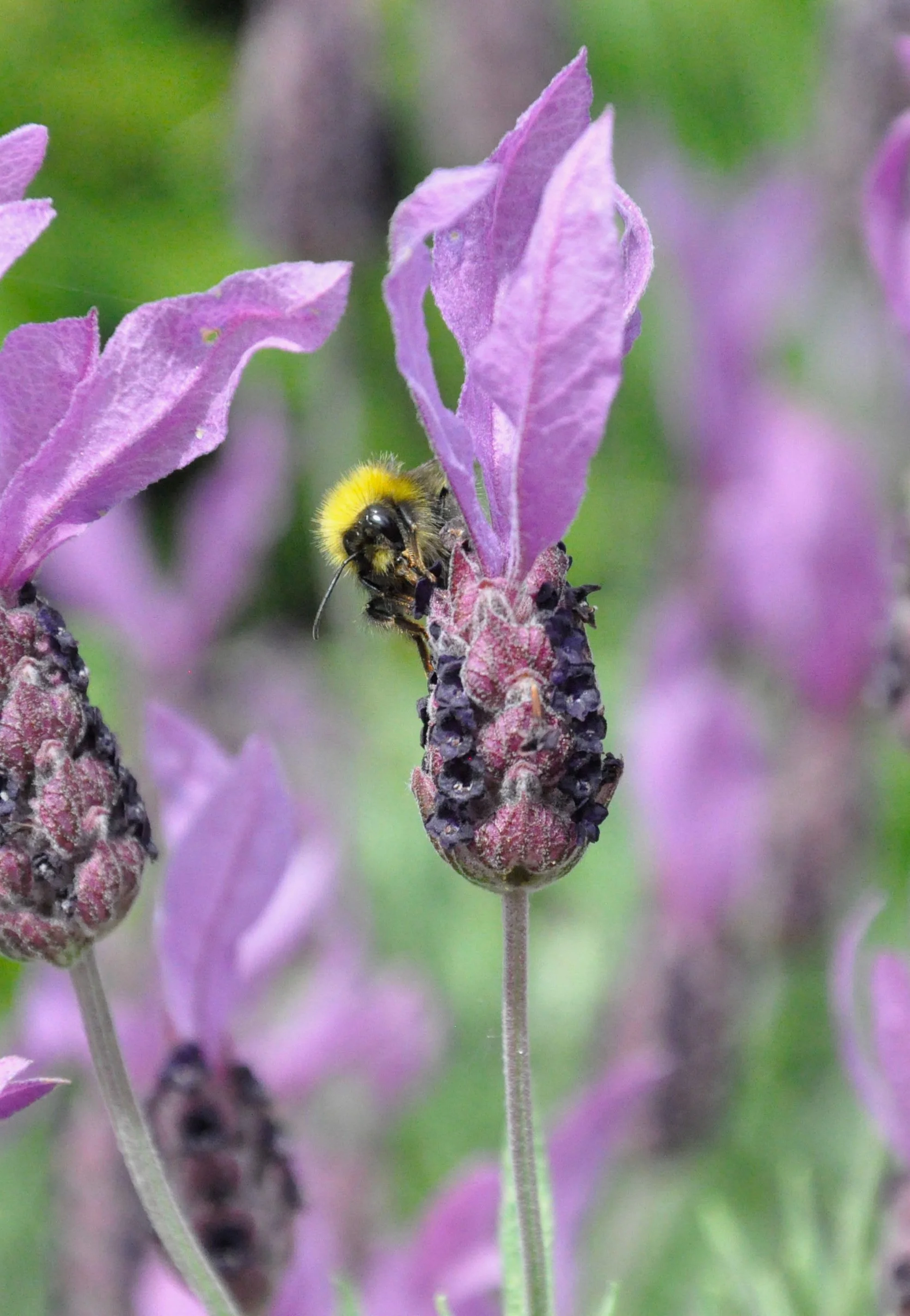Close-up of a yellow and black bee on a lavender flower with purple petals and buds.