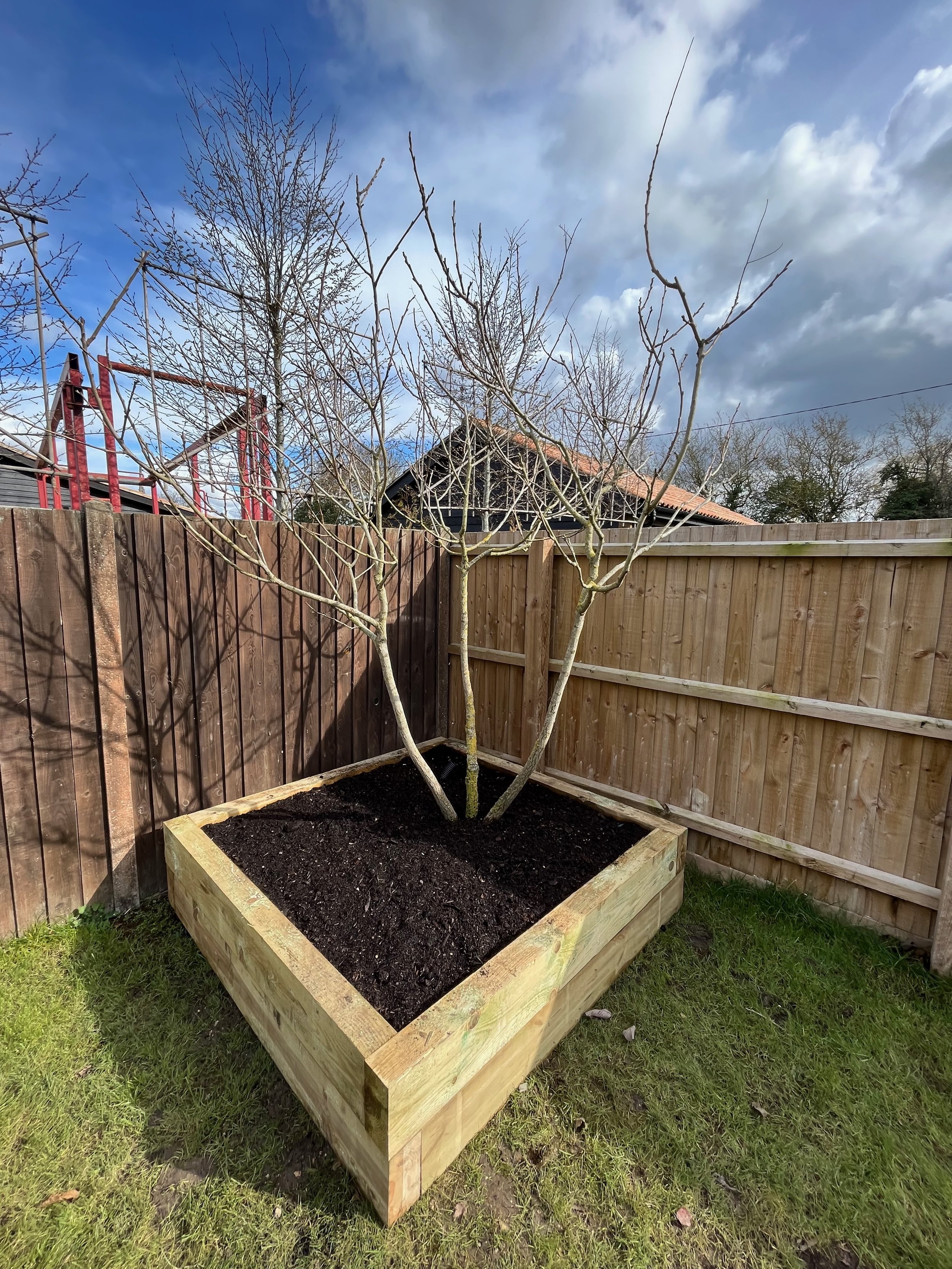 A young, leafless tree planted in a square wooden planter filled with dark soil, set against a backdrop of a wooden fence, house rooftops, and a partly cloudy sky.