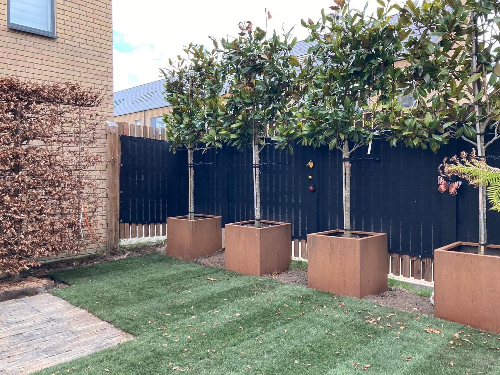Backyard with four Magnolia grandiflora pleached trees in large cortes steel containers along a black privacy fence, and a brick wall on the left with a large pleached Beech tree . The ground has a newly lai grass lawn 