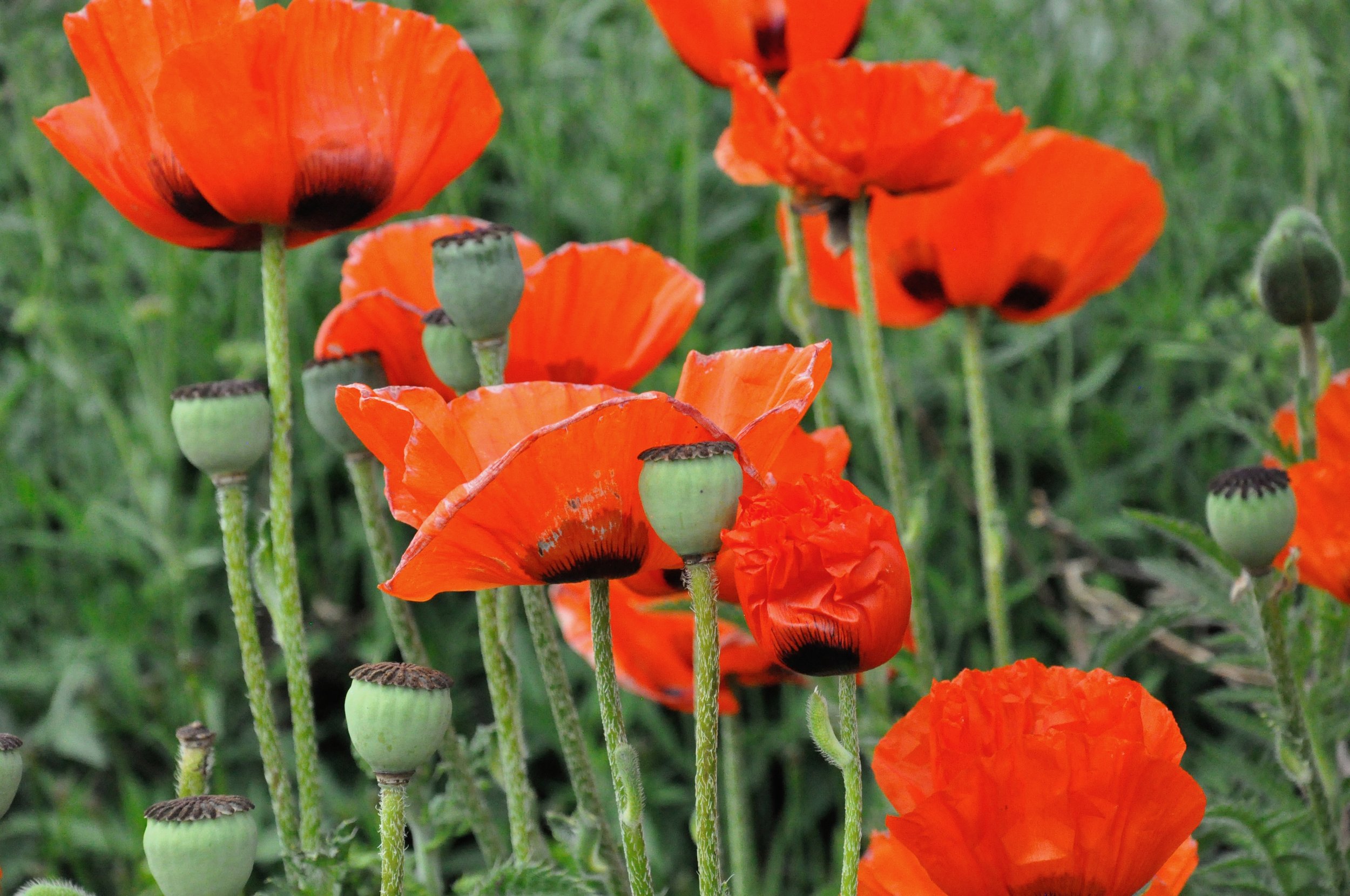 Close-up of orange poppy flowers with black centers and green stems in a field.