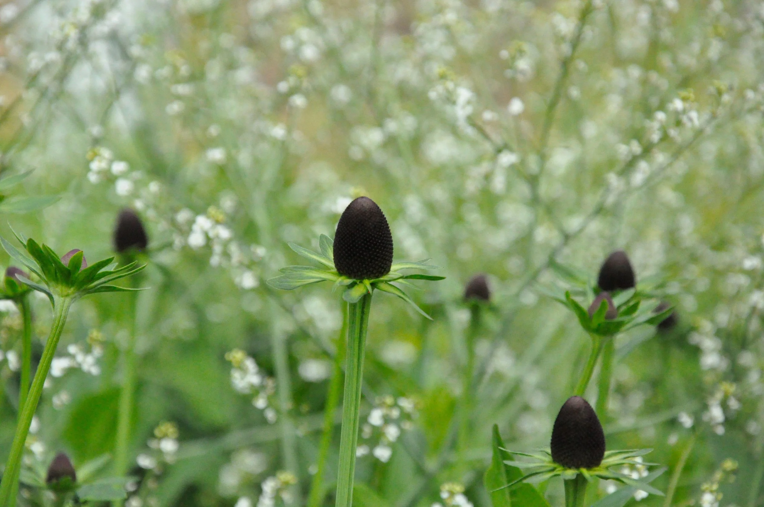 Close-up of black cone-shaped flowers on green stems in a garden or natural setting with blurred greenery and small white flowers in the background.