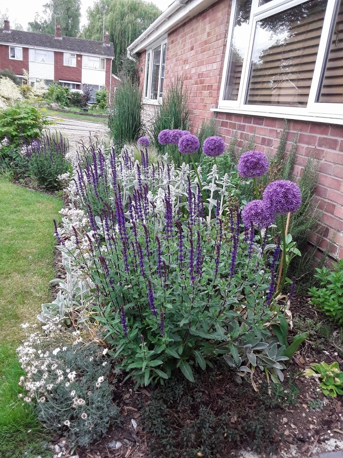 A flower garden with purple, white, and green plants next to a brick house with white window frames and brown blinds. In the background, there are neighboring houses and trees.