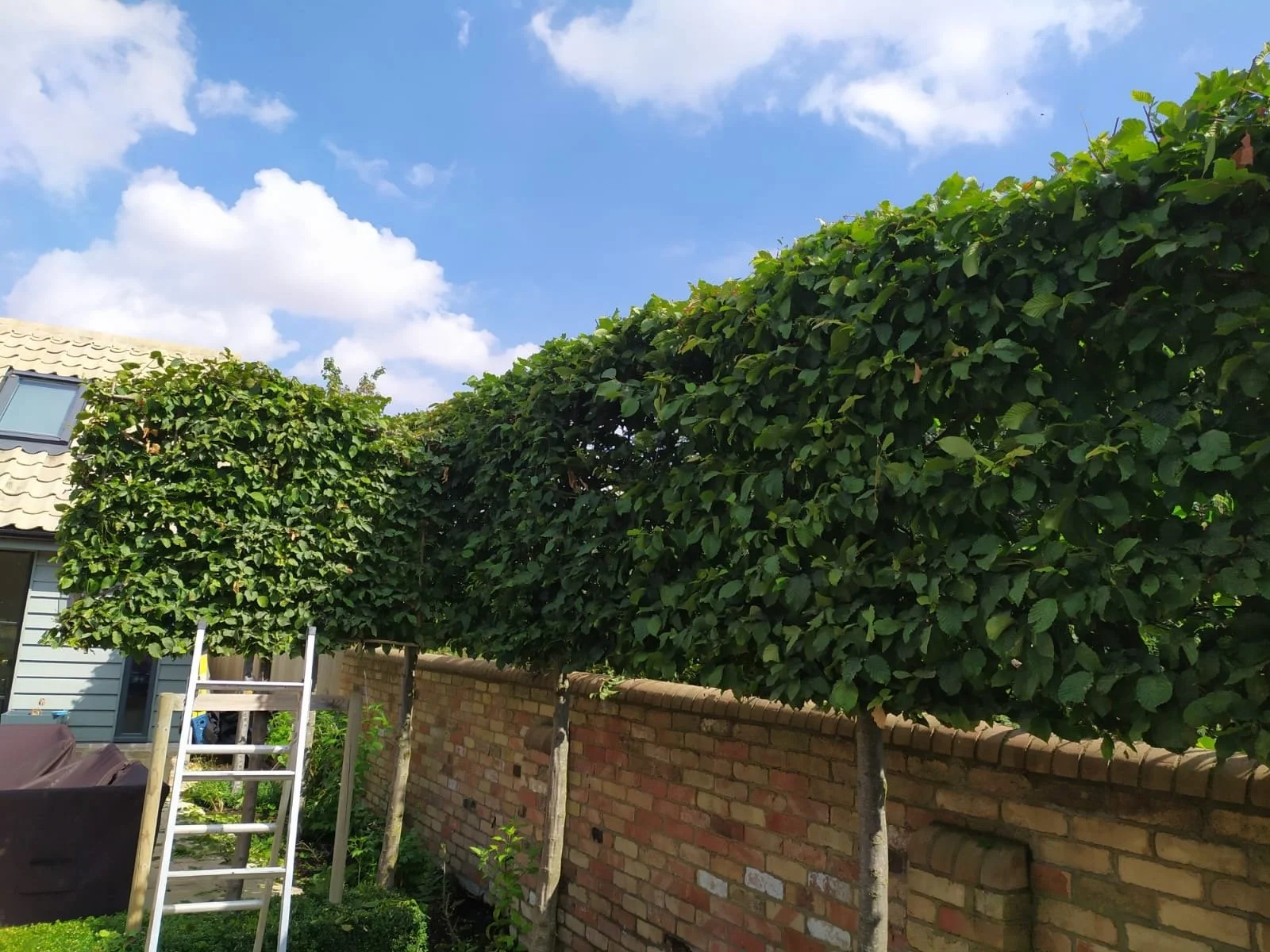 A backyard garden with a brick wall, a house, and a ladder; tall, leafy trees line the brick fence, with partly cloudy blue sky overhead.