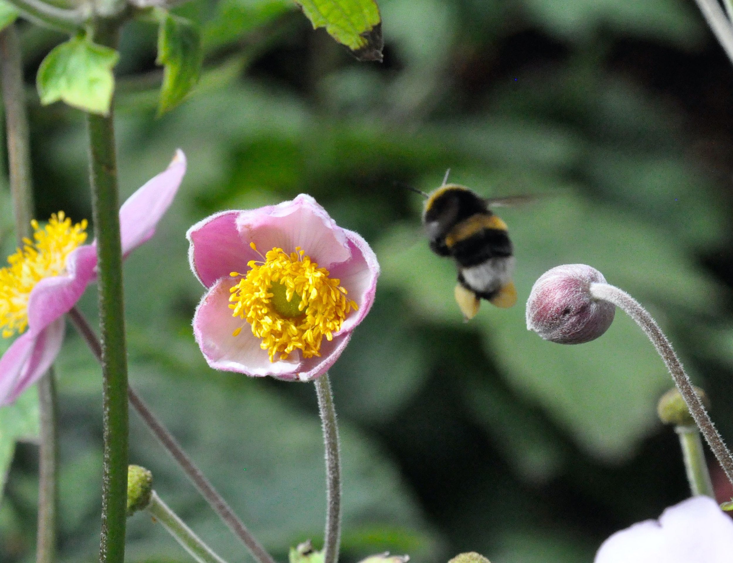 A bee flying near pink flowers with yellow stamens, green leaves, and flower buds in the background.